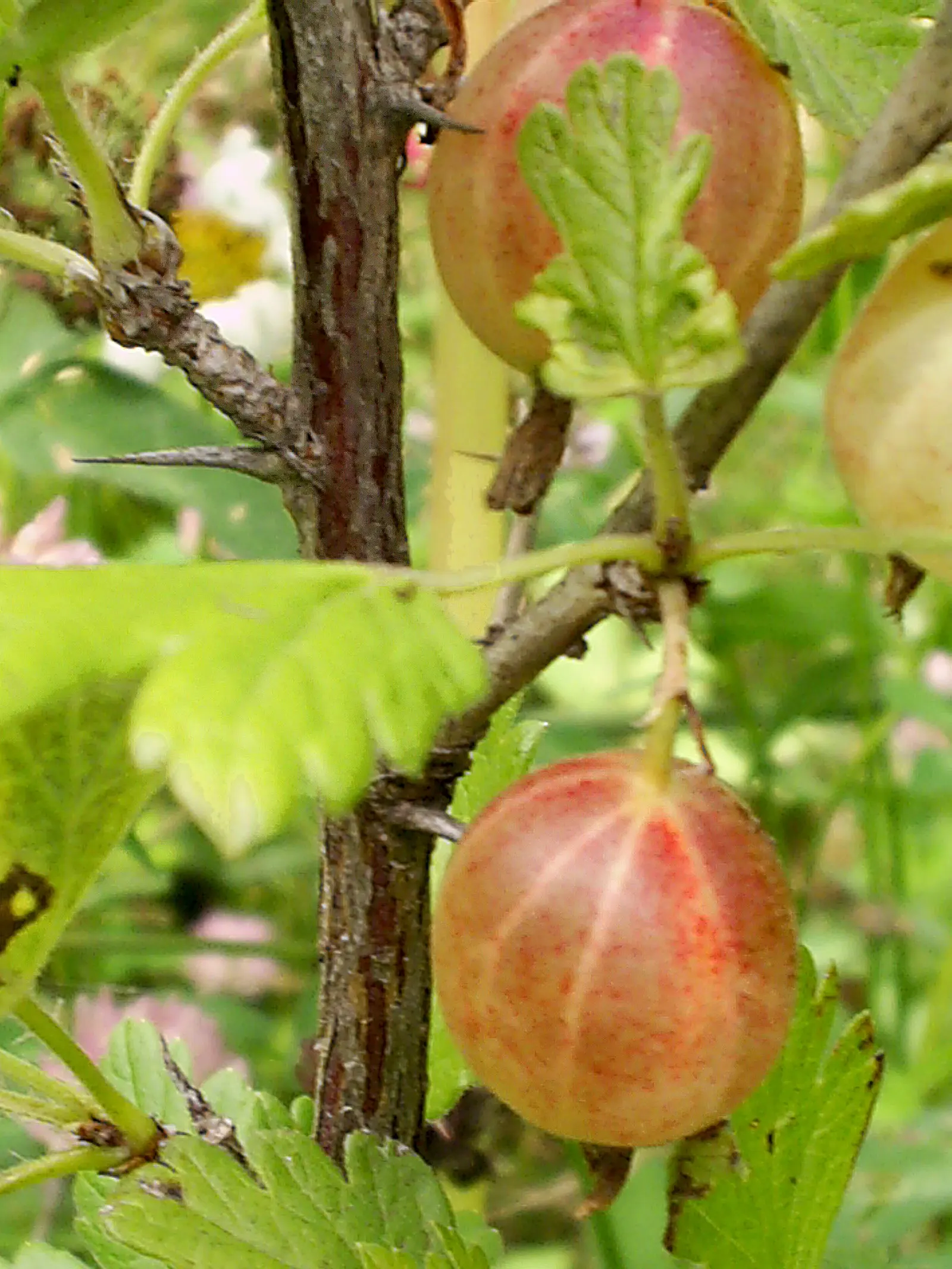 European Gooseberry (Ribes Uva-Crispa) — For optimal fruit production; shrub with red blooms, image 104