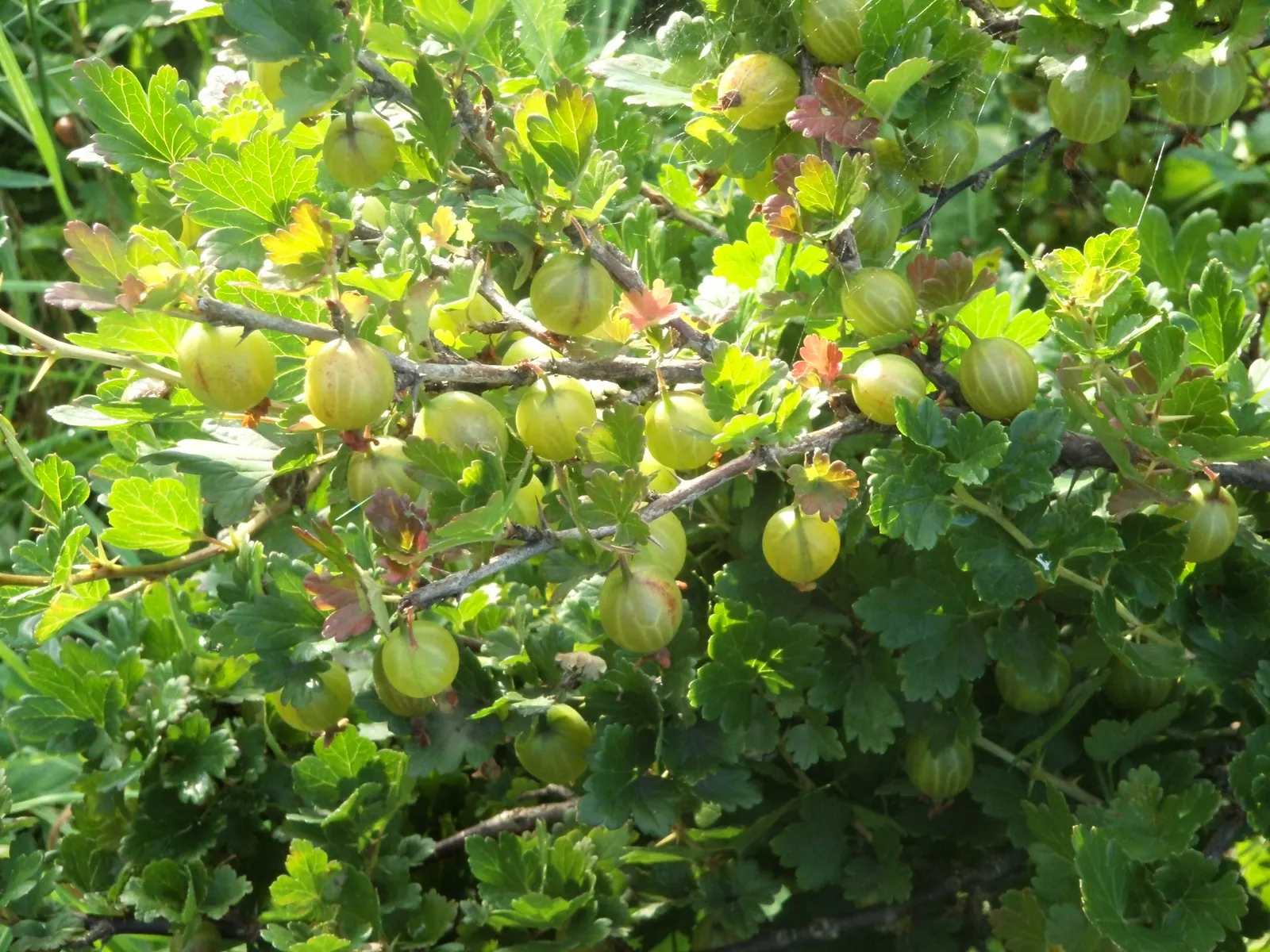 European Gooseberry (Ribes Uva-Crispa) — red flowers in the garden; scientifically referred to as Ribes uva-crispa, image 64
