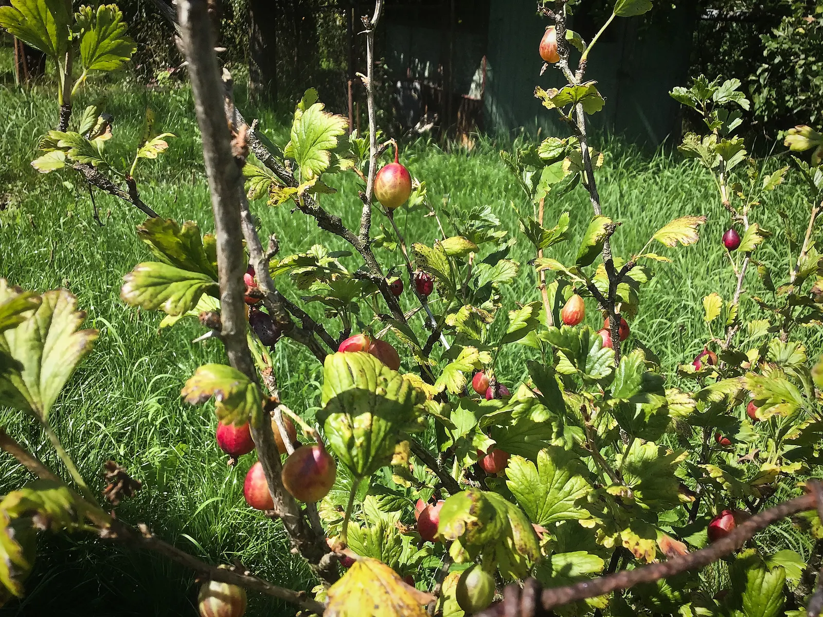 European Gooseberry (Ribes Uva-Crispa) — The berries are roughly 0.4 to 1 inch in diameter and can range from green to red or purple when ripe, image 79