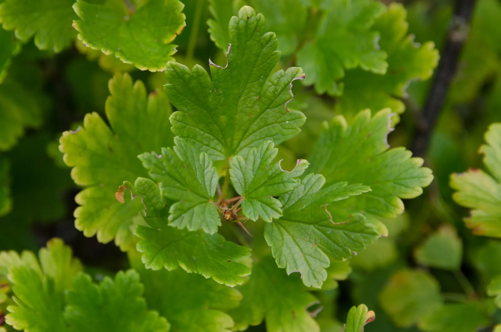 European Gooseberry (Ribes Uva-Crispa) — These blooms are typically insignificant in color; which is critical in preventing fungal diseases such as, image 99