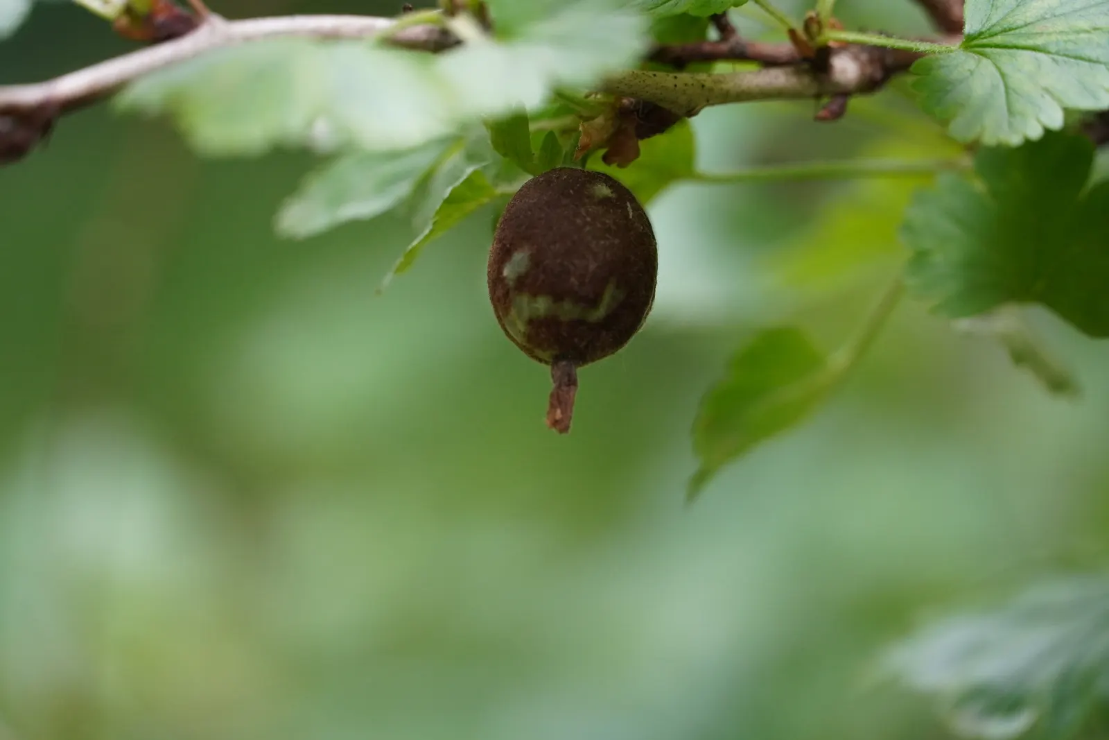 European Gooseberry (Ribes Uva-Crispa) — The thorns on the branches necessitate careful handling but contribute to the plant's rustic aesthetics; is a
