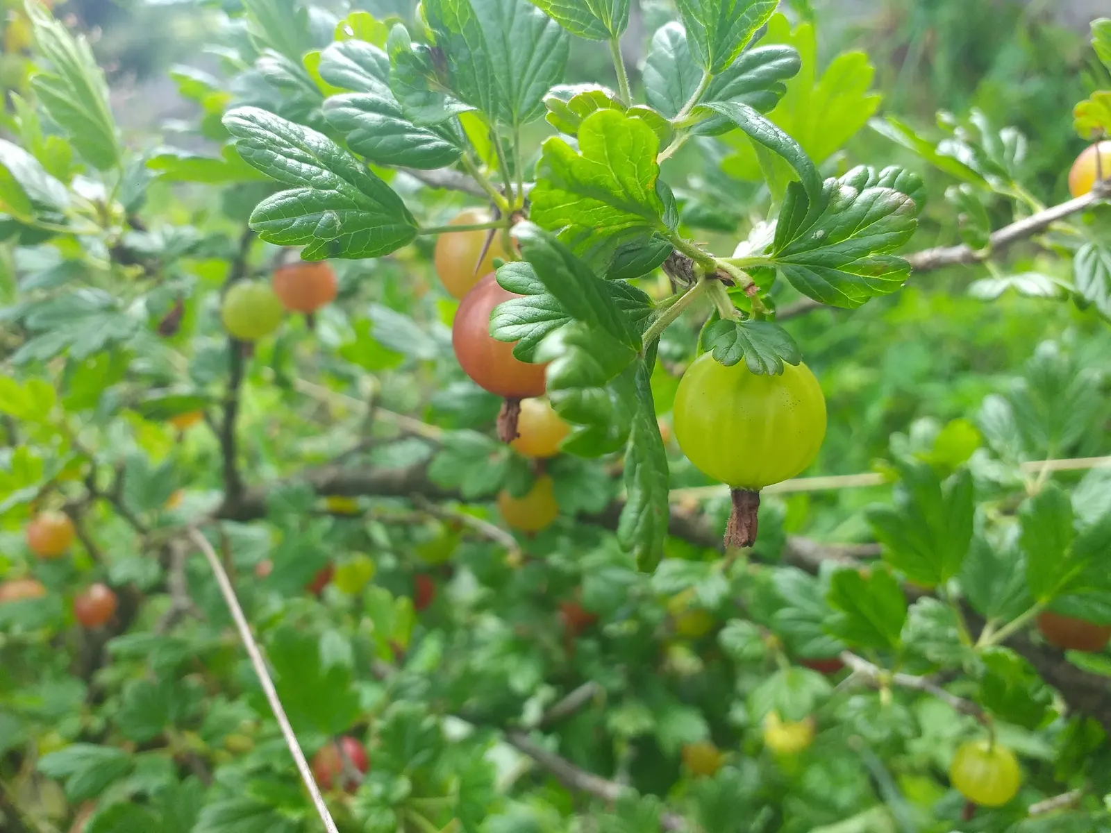 European Gooseberry (Ribes Uva-Crispa) — sharply toothed leaves provide a lush backdrop for the striking