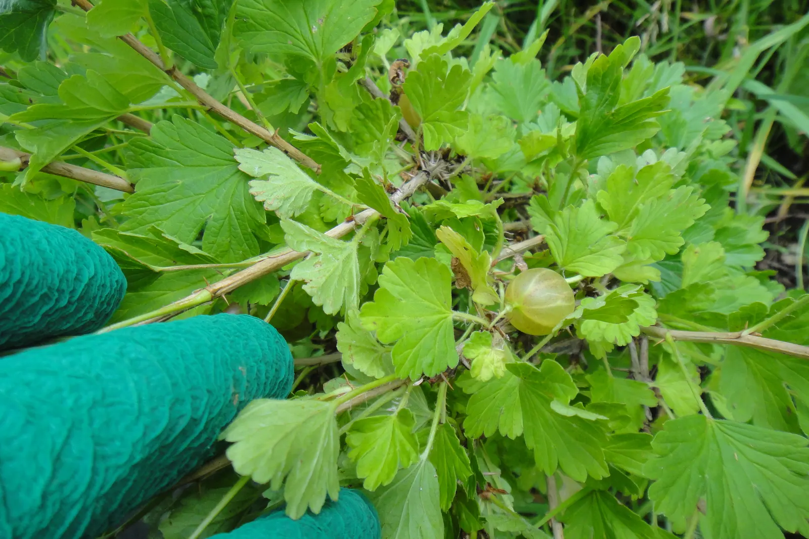 European Gooseberry (Ribes Uva-Crispa) — but they later give way to the plant's standout feature: the gooseberry fruits; but is intolerant to waterlogged