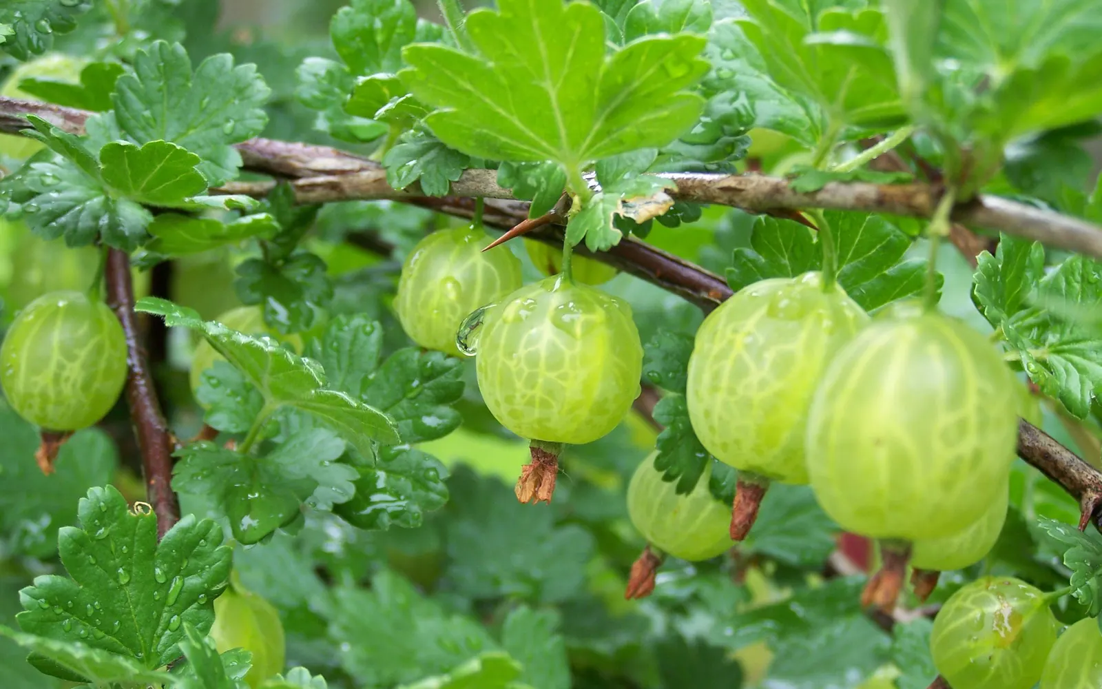 European Gooseberry (Ribes Uva-Crispa) — The thorns on the branches necessitate careful handling but contribute to the plant's rustic aesthetics, image 83