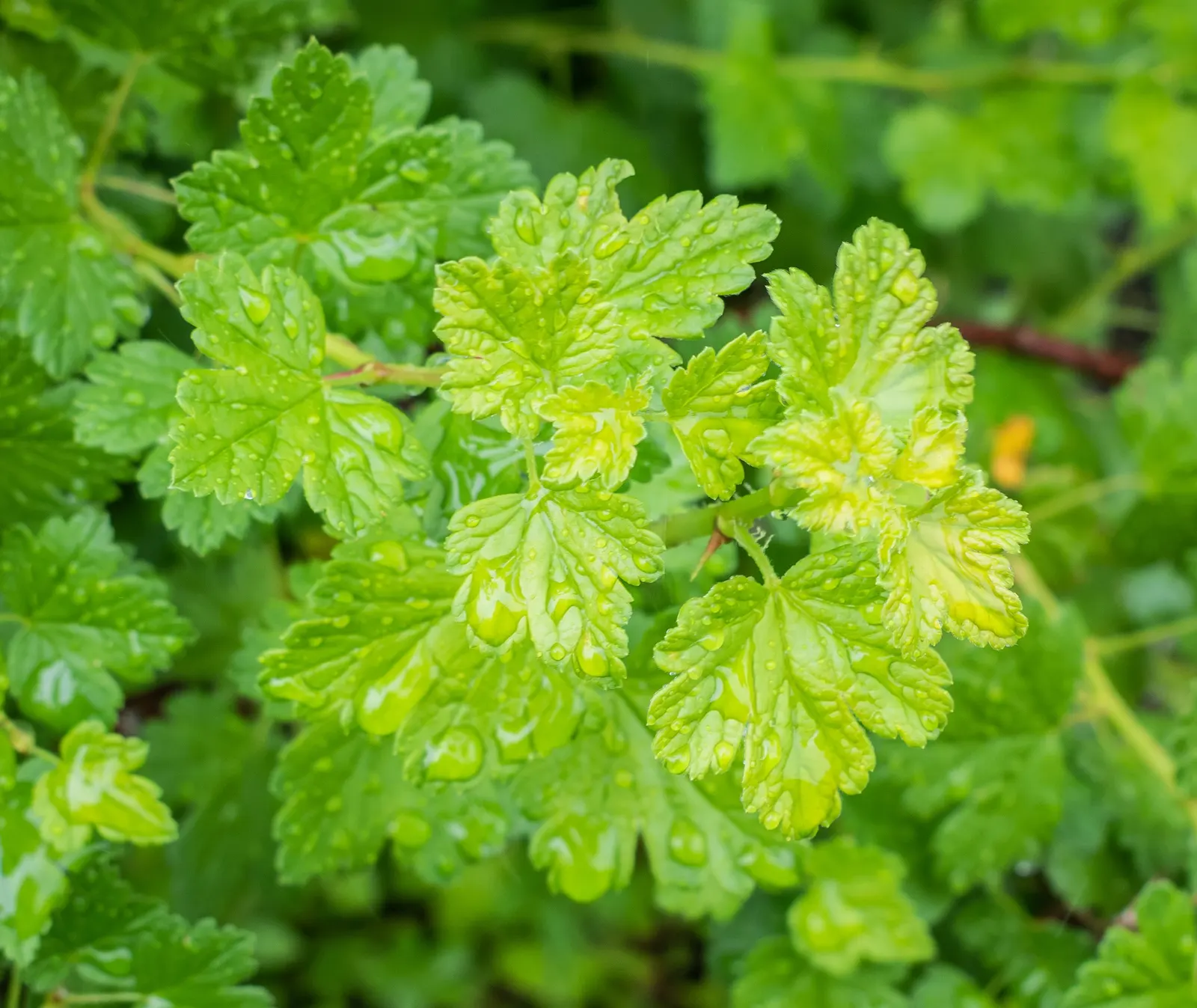 European Gooseberry (Ribes Uva-Crispa) — is a deciduous shrub known for its vibrant green foliage and succulent; the thorns on the branches, image 72