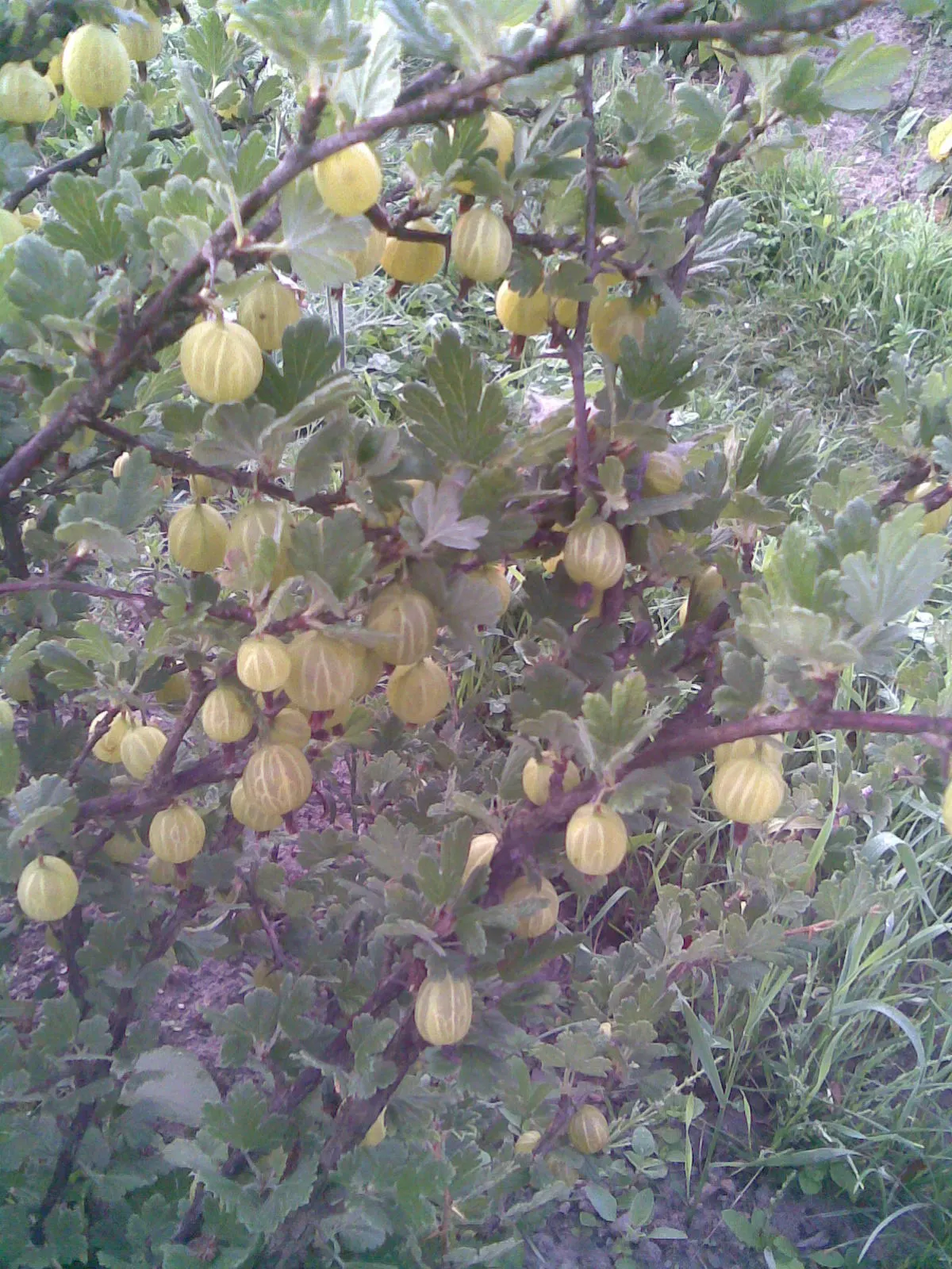 European Gooseberry (Ribes Uva-Crispa) — shrub for half or shade; ribes uva-crispa is a delightful choice for clients seeking both ornamental value, image 110