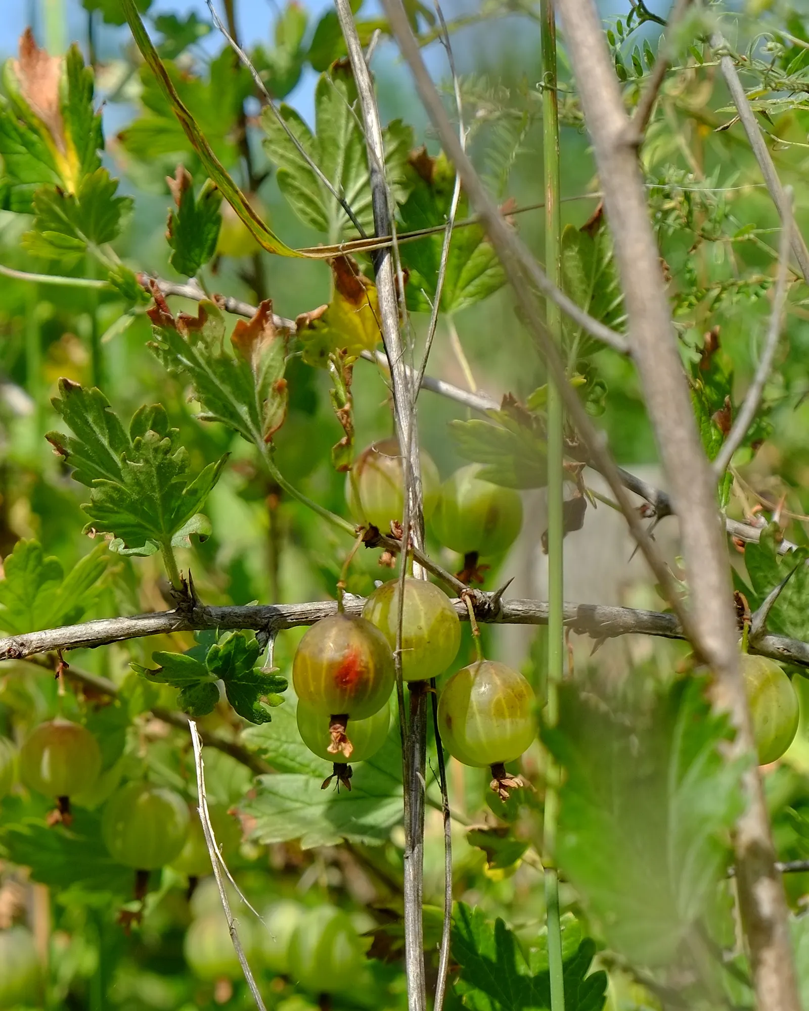 European Gooseberry (Ribes Uva-Crispa) — Its spiny branches boast bell-shaped flowers in spring, followed by juicy fruit in summer; ideal for, image 91