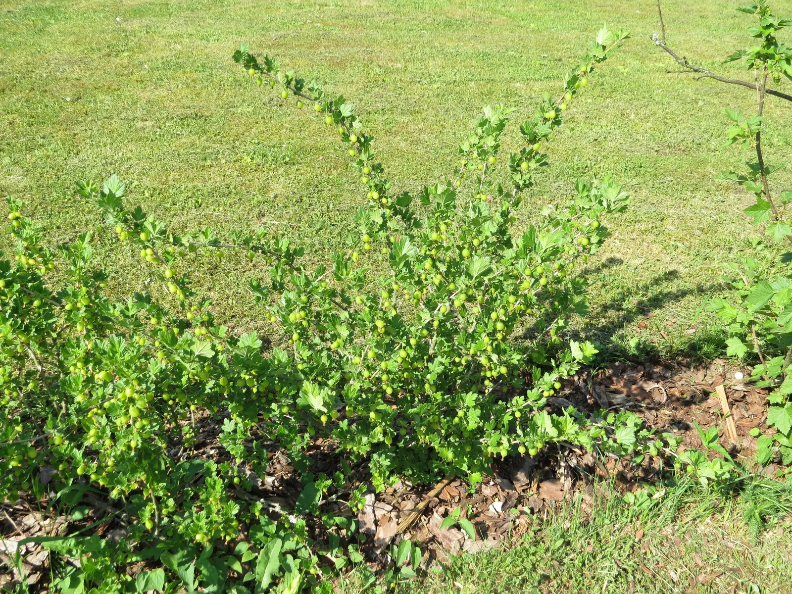 European Gooseberry (Ribes Uva-Crispa) — sharply toothed leaves provide a lush backdrop for the striking; for optimal fruit production, image 97