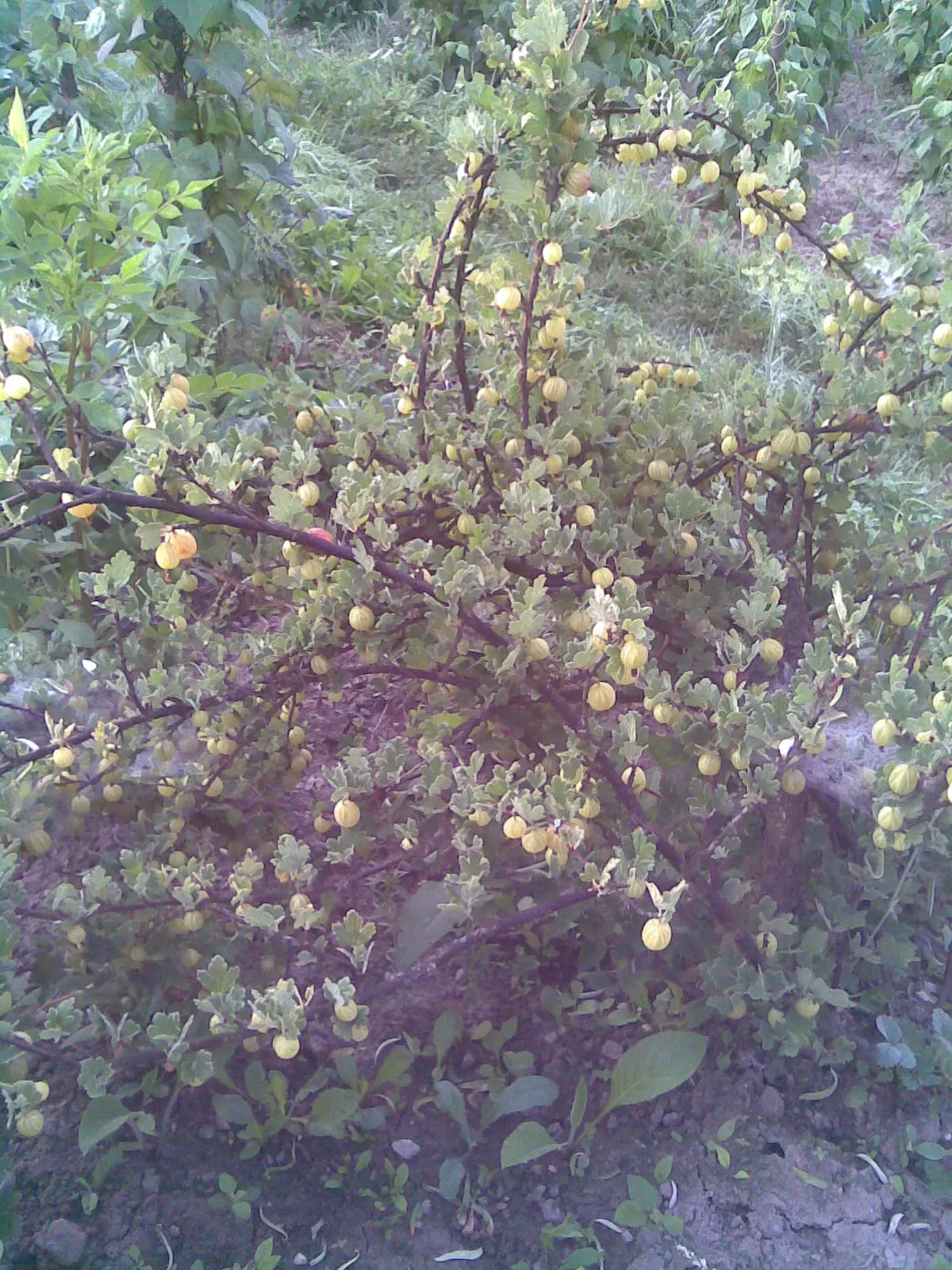 European Gooseberry (Ribes Uva-Crispa) — Its spiny branches boast bell-shaped flowers in spring, followed by juicy fruit in summer; ideal for, image 47