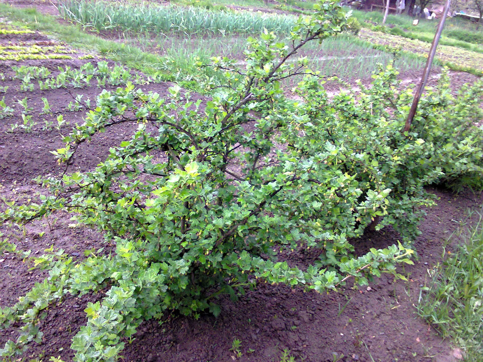 European Gooseberry (Ribes Uva-Crispa) — which is critical in preventing fungal diseases such as powdery mildew.<br><br>The gooseberry's, image 52