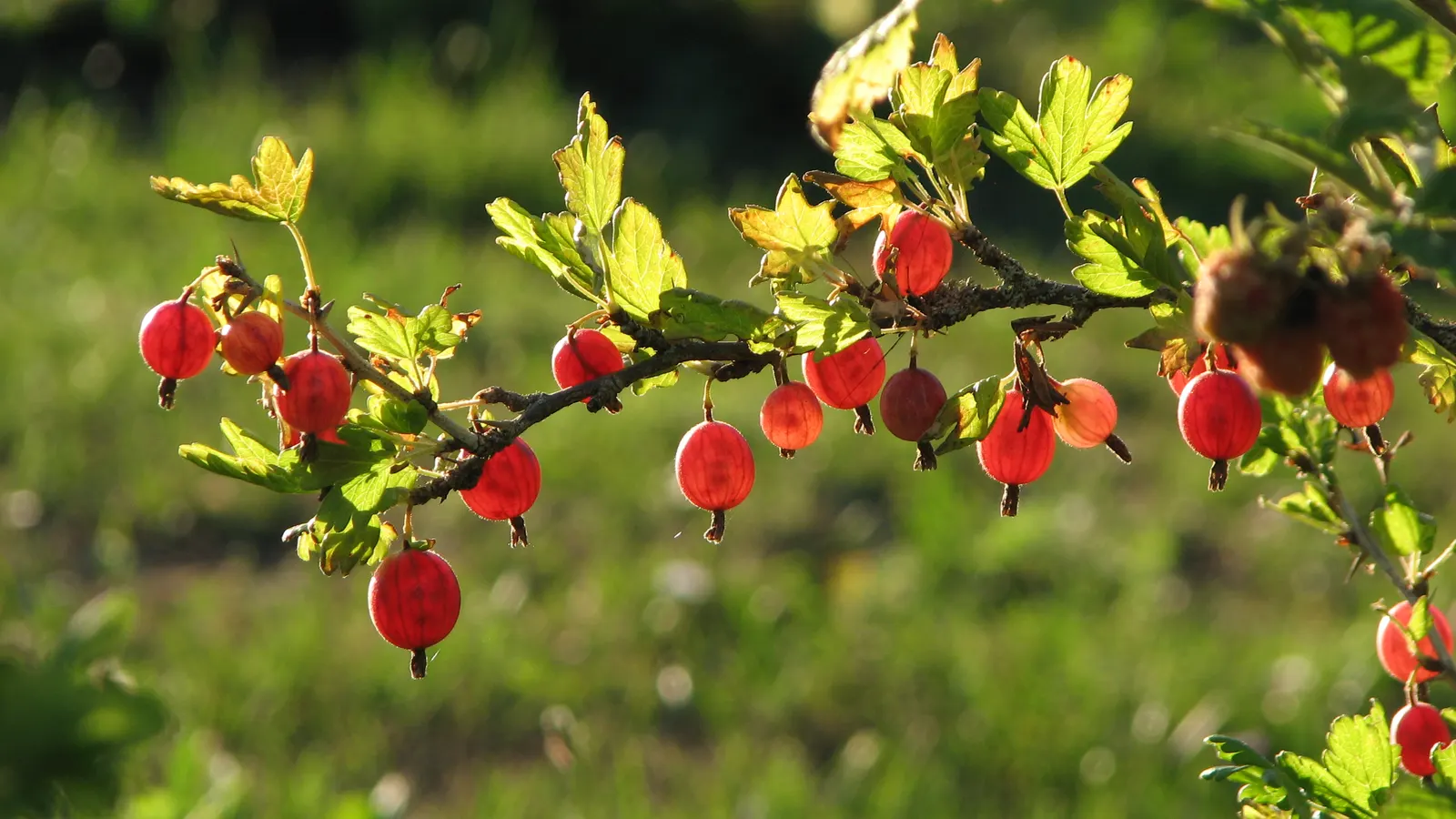 European Gooseberry (Ribes Uva-Crispa) — sharply toothed leaves provide a lush backdrop for the striking; for optimal fruit production, image 75