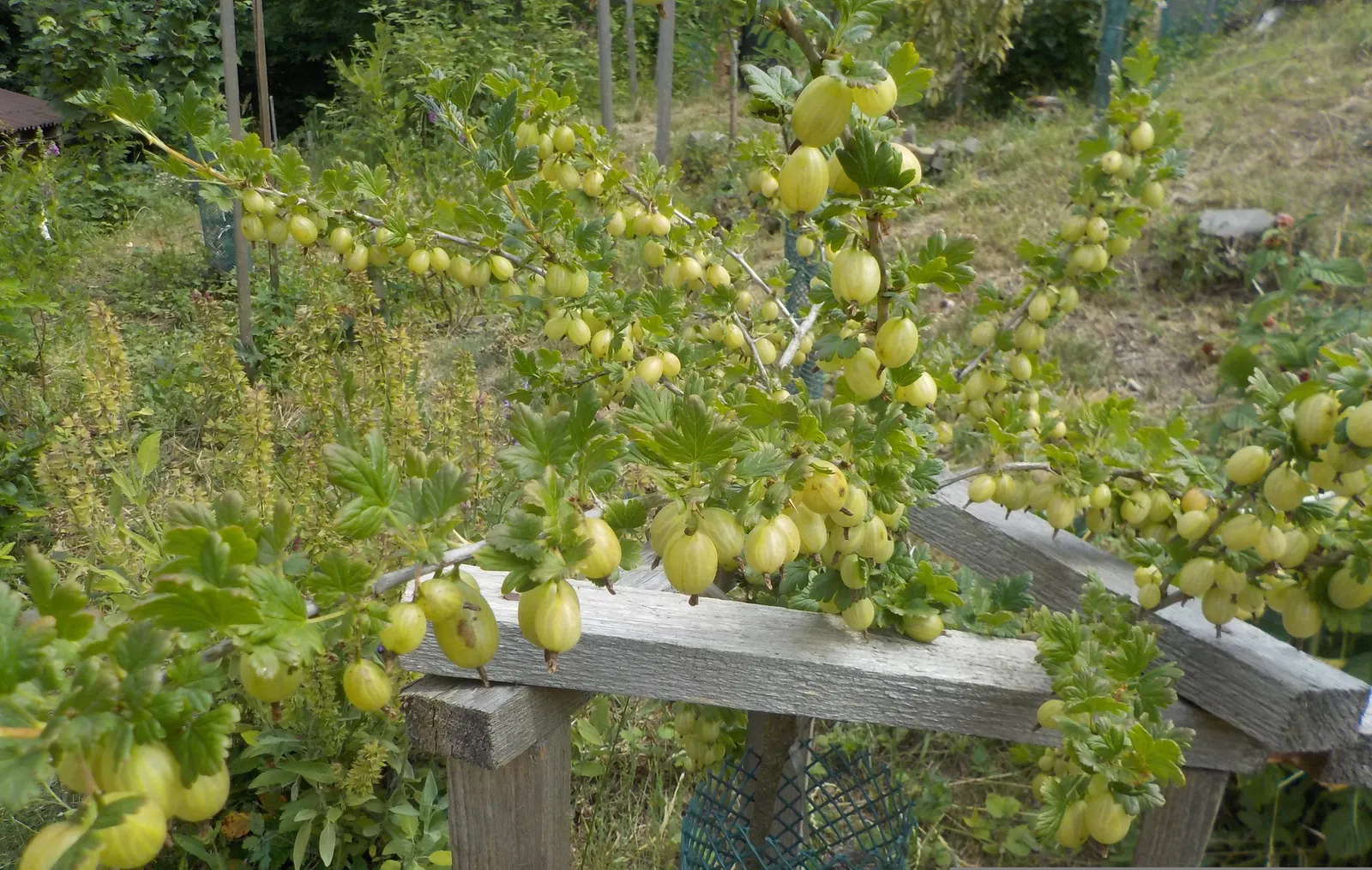 European Gooseberry (Ribes Uva-Crispa) — Growing to about 3-5 ft tall and wide; the gooseberry excels in cooler climates and requires regular, image 89