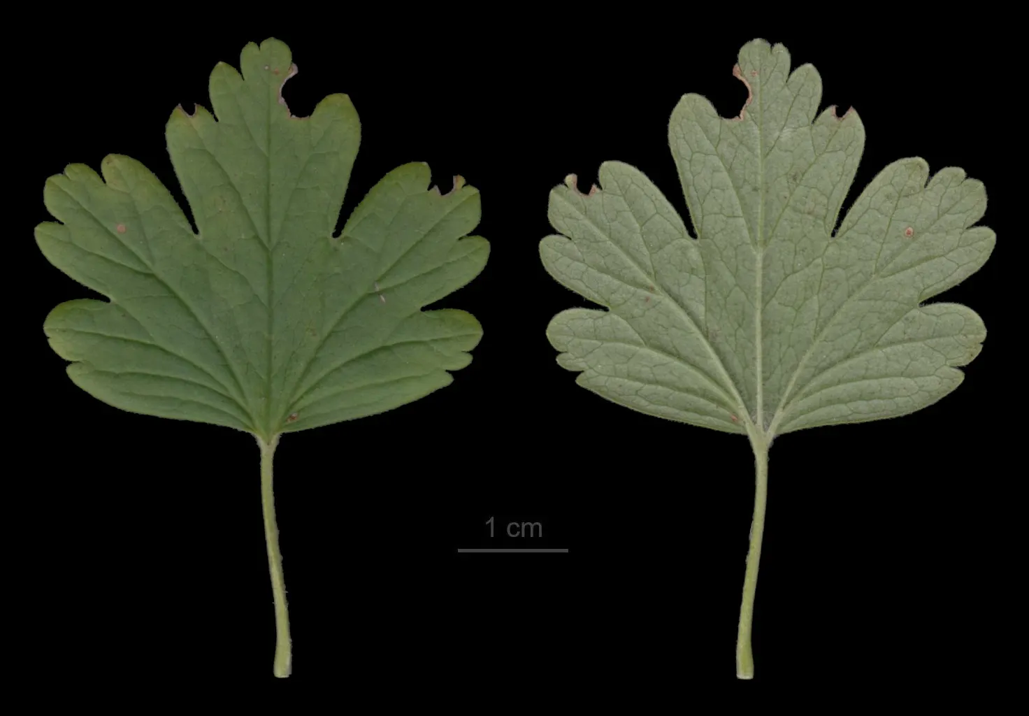 European Gooseberry (Ribes Uva-Crispa) — The gooseberry excels in cooler climates and requires regular pruning for optimal berry production; its spiny branches