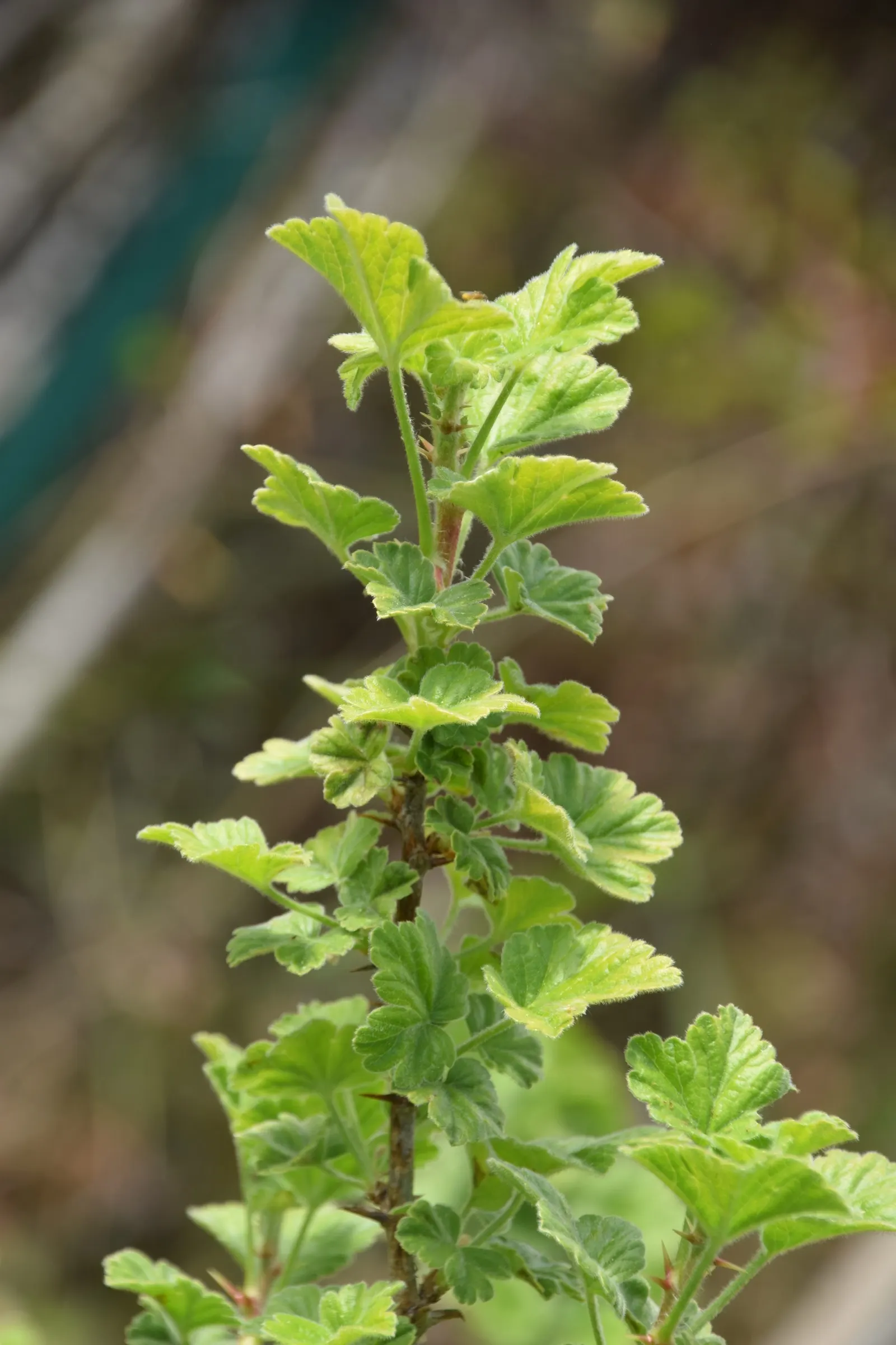 European Gooseberry (Ribes Uva-Crispa) — scientifically referred to as Ribes uva-crispa; pendulous flowers that adorn the branches in early spring, image 93