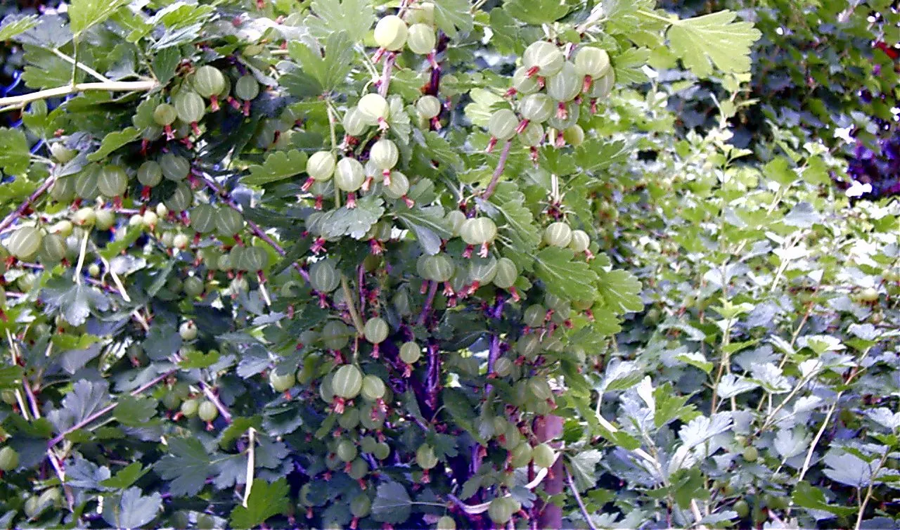 European Gooseberry (Ribes Uva-Crispa) — scientifically referred to as Ribes uva-crispa; pendulous flowers that adorn the branches in early spring, image 115