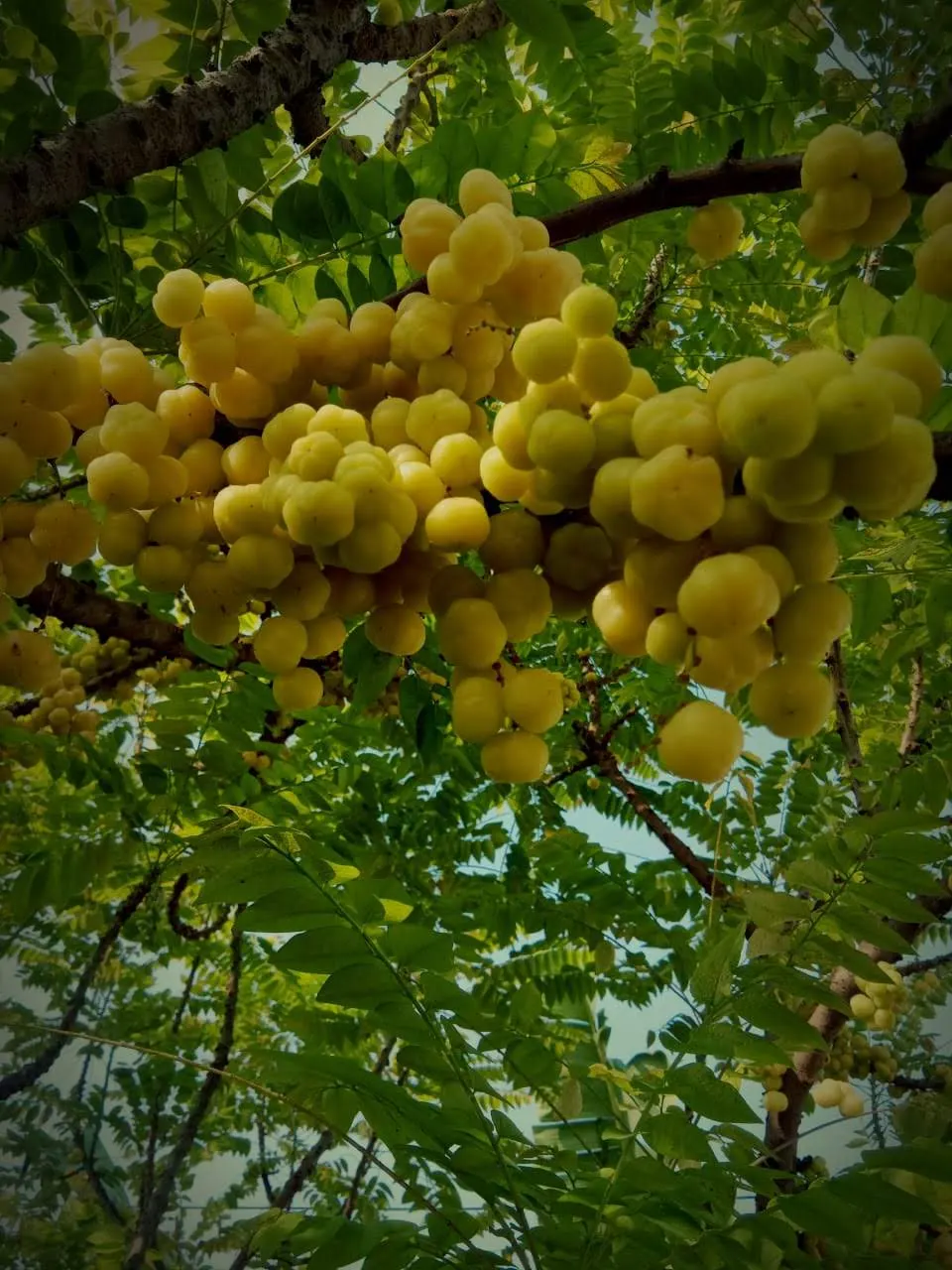 European Gooseberry (Ribes Uva-Crispa) — this hardy plant prefers well-drained soil and partial to full sun exposure; these blooms are typically, image 112