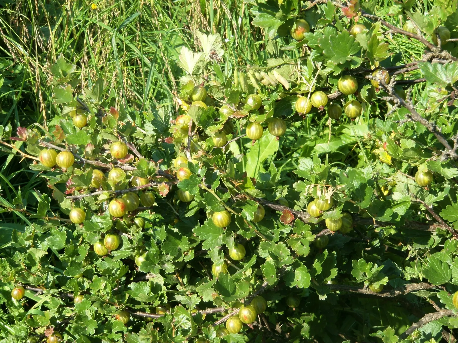 European Gooseberry (Ribes Uva-Crispa) — which is critical in preventing fungal diseases such as powdery mildew.<br><br>The gooseberry's, image 74