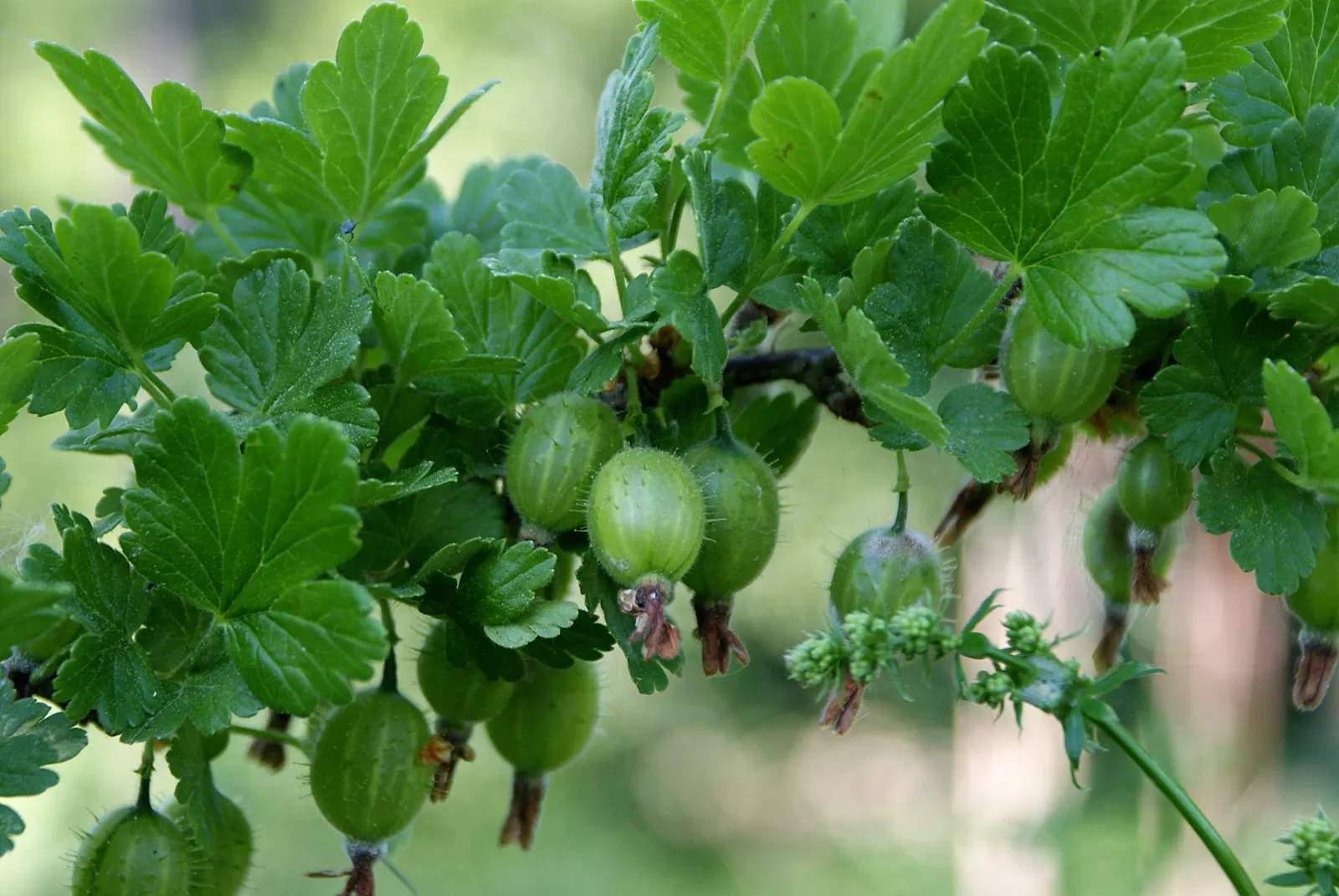 European Gooseberry (Ribes Uva-Crispa) — is a deciduous shrub known for its vibrant green foliage and succulent; the thorns on the branches, image 50