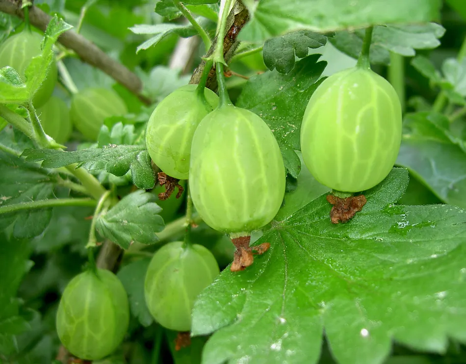 European Gooseberry (Ribes Uva-Crispa) — shrub with red blooms; but they later give way to the plant's standout feature: the gooseberry fruits