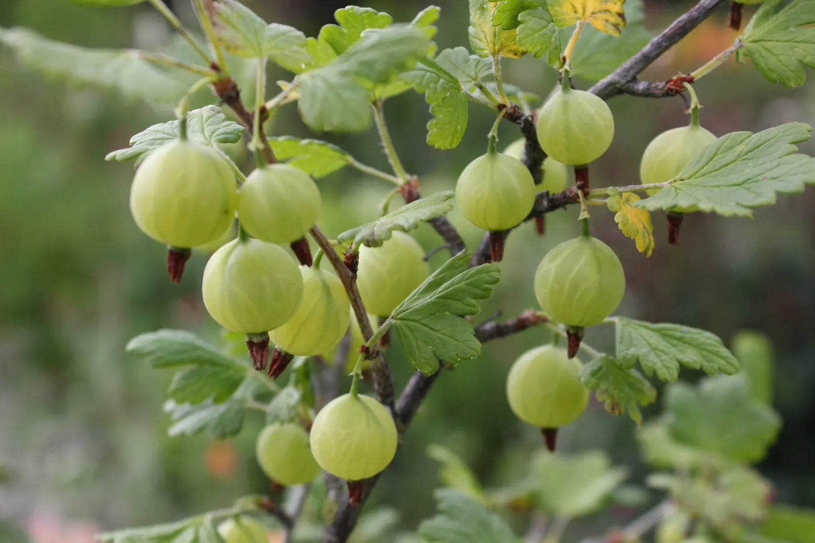 European Gooseberry (Ribes Uva-Crispa) — but they later give way to the plant's standout feature: the gooseberry fruits; but is intolerant to, image 100
