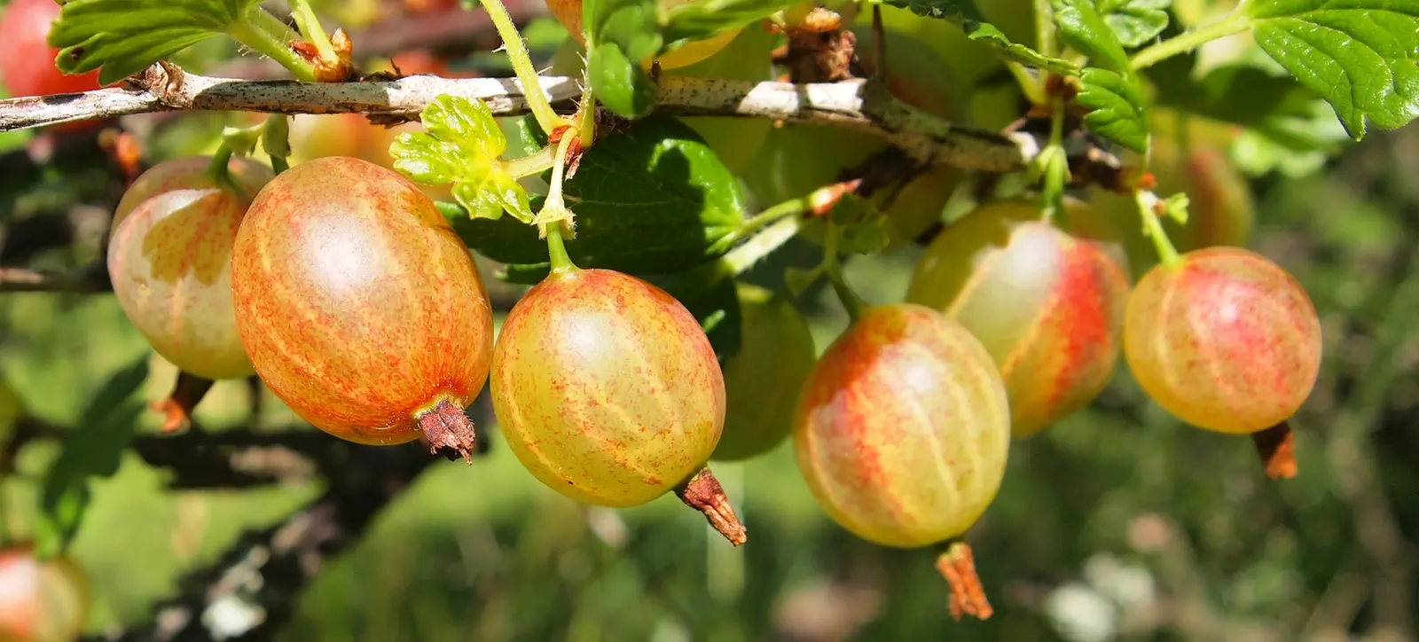 European Gooseberry (Ribes Uva-Crispa) — Ideal for cottage gardens or as part of an edible landscape; the berries are roughly 0.4 to 1 inch in, image 84