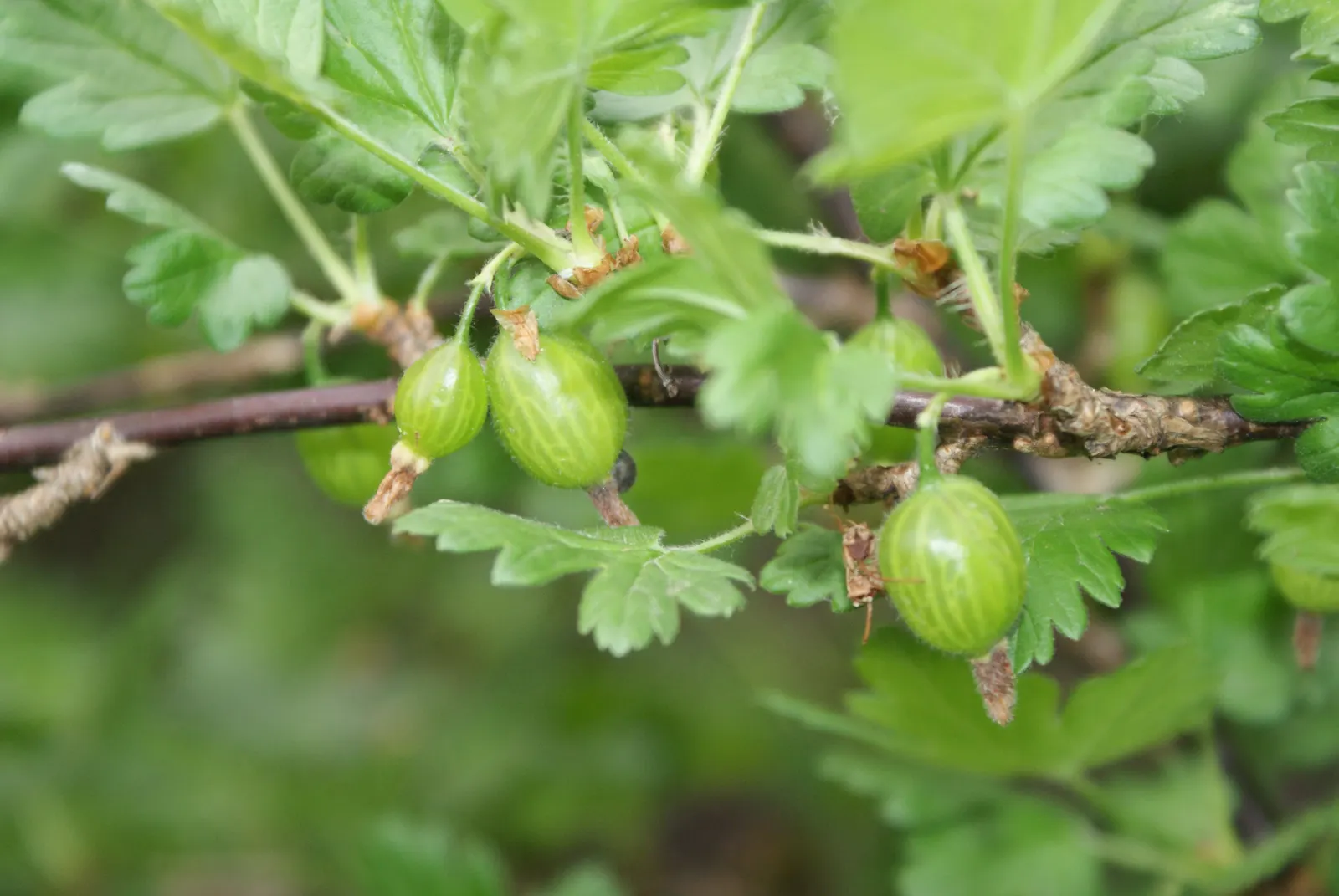 European Gooseberry (Ribes Uva-Crispa) — red flowers in the garden; scientifically referred to as Ribes uva-crispa, image 86