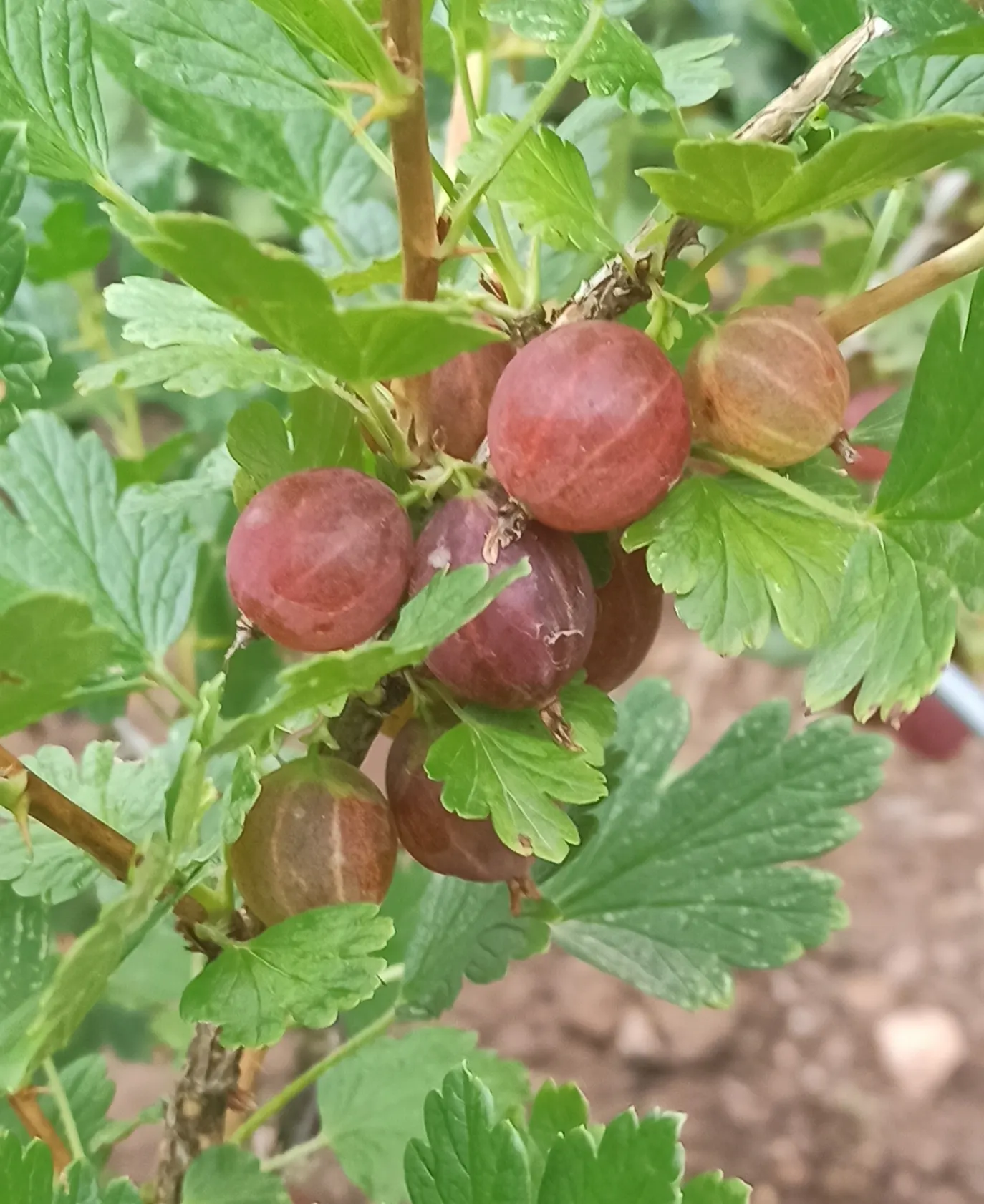 European Gooseberry (Ribes Uva-Crispa) — The gooseberry excels in cooler climates and requires regular pruning for optimal berry production; its, image 114