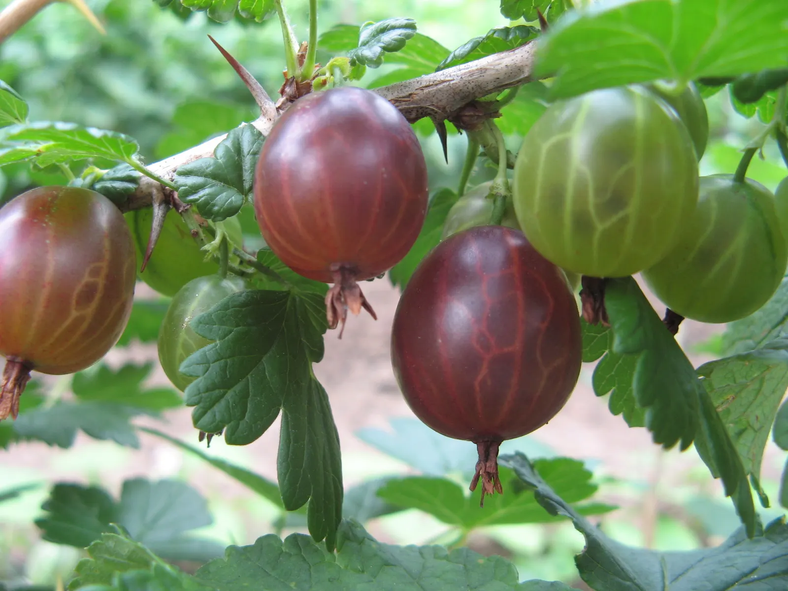 European Gooseberry (Ribes Uva-Crispa) — For optimal fruit production; shrub with red blooms, image 82