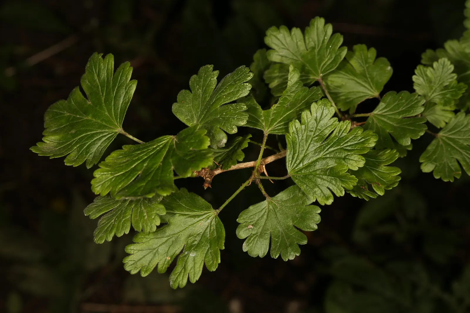 European Gooseberry (Ribes Uva-Crispa) — this hardy plant prefers well-drained soil and partial to full sun exposure; these blooms are typically insignificant