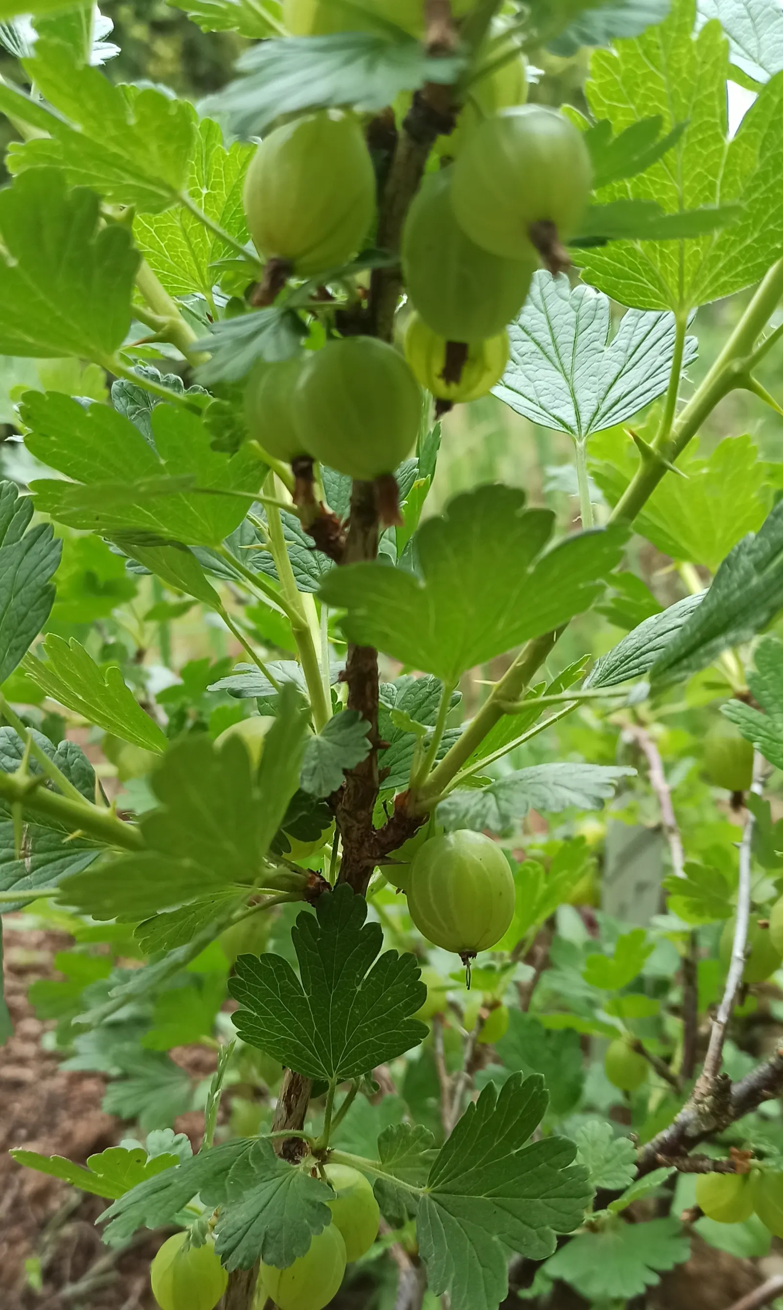 European Gooseberry (Ribes Uva-Crispa) — is a deciduous shrub known for its vibrant green foliage and succulent; the thorns on the branches, image 116