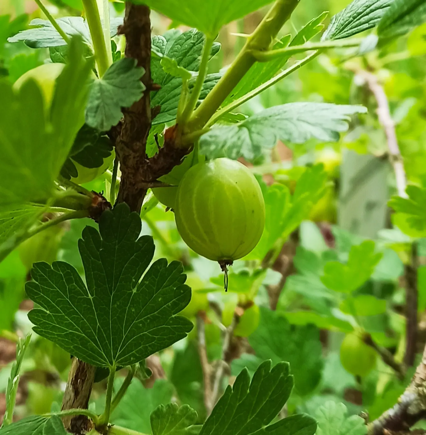 European Gooseberry (Ribes Uva-Crispa) — Growing to about 3-5 ft tall and wide; the gooseberry excels in cooler climates and requires regular, image 45