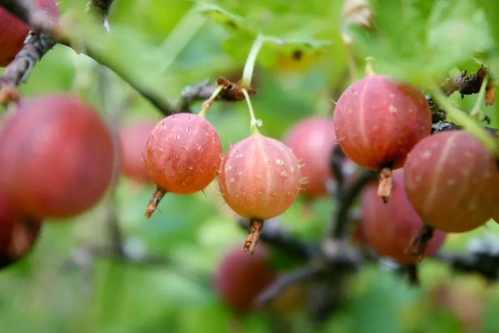 European Gooseberry (Ribes Uva-Crispa) — Ribes uva-crispa is a delightful choice for clients seeking both ornamental value and a bountiful harvest