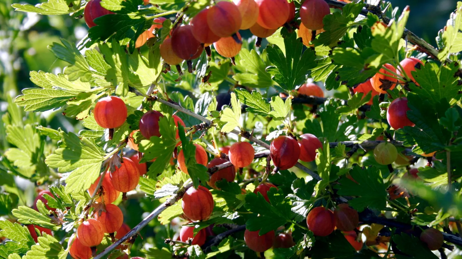 European Gooseberry (Ribes Uva-Crispa) — The spacing between plants should be about 4 to 5 feet to ensure adequate air circulation; this hardy, image 51