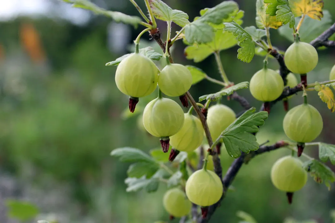 European Gooseberry (Ribes Uva-Crispa) — scientifically referred to as Ribes uva-crispa; pendulous flowers that adorn the branches in early spring, image 49