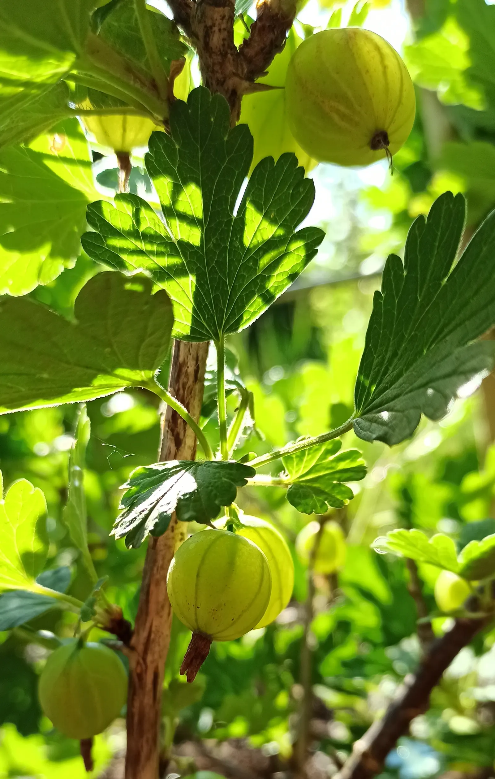 European Gooseberry (Ribes Uva-Crispa) — this hardy plant prefers well-drained soil and partial to full sun exposure; these blooms are typically, image 68