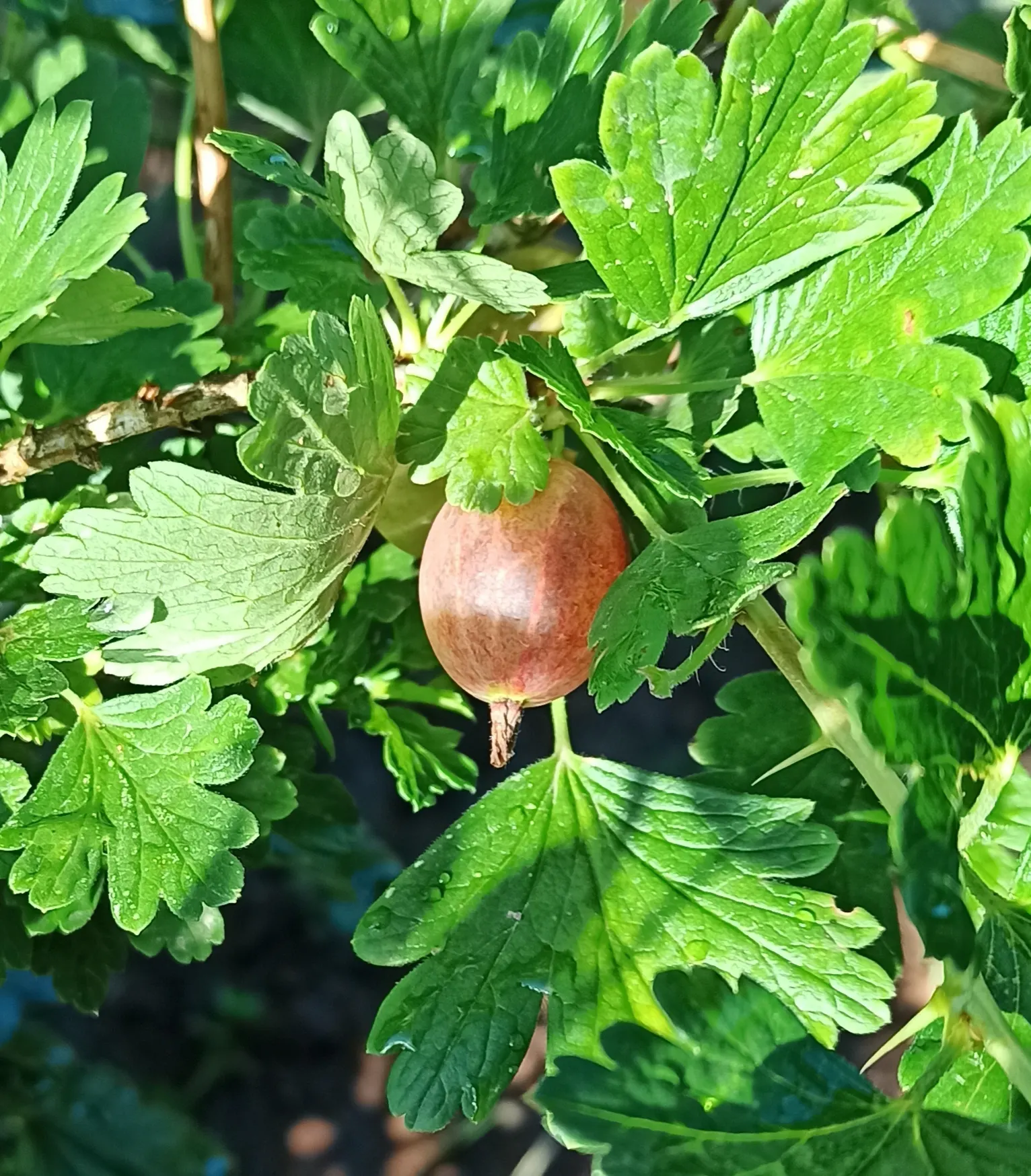 European Gooseberry (Ribes Uva-Crispa) — pendulous flowers that adorn the branches in early spring; growing to about 3-5 ft tall and wide, image 54