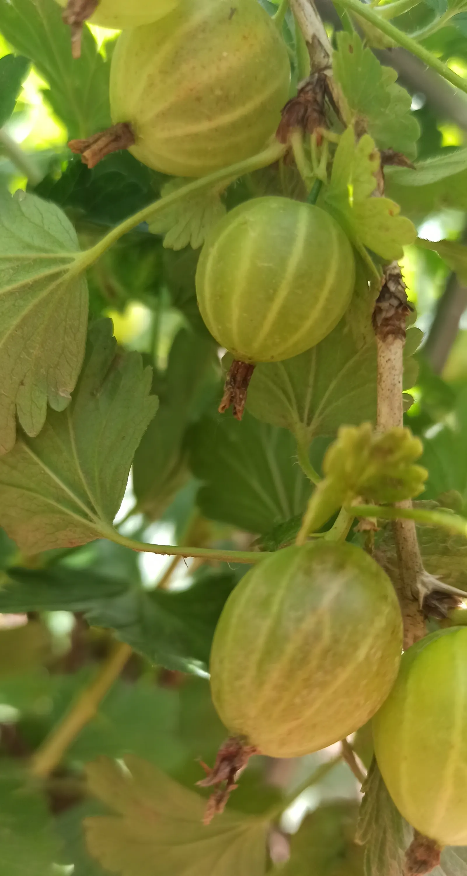 European Gooseberry (Ribes Uva-Crispa) — shrub with red blooms; but they later give way to the plant's standout feature: the gooseberry fruits, image 87