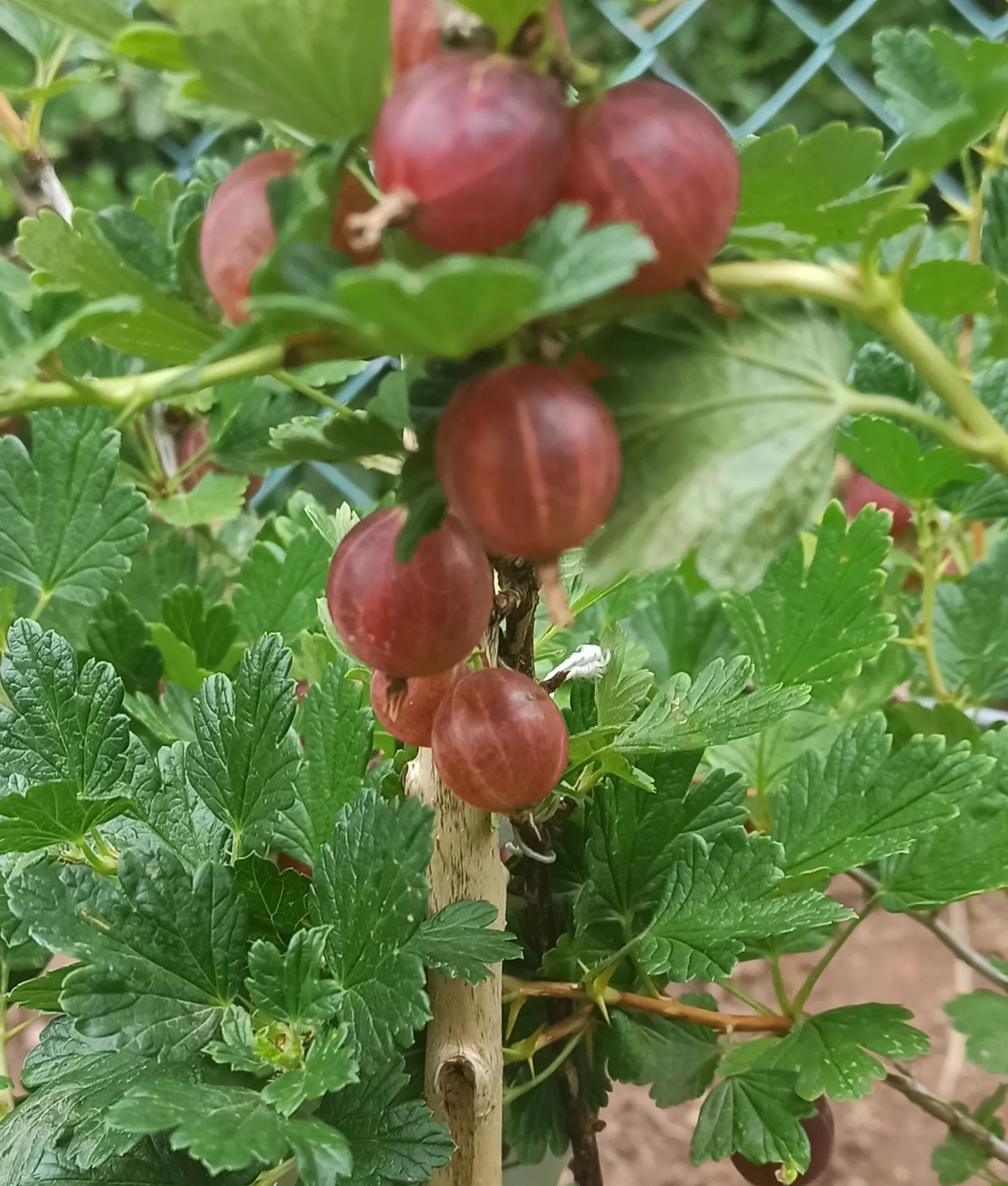 European Gooseberry (Ribes Uva-Crispa) — but they later give way to the plant's standout feature: the gooseberry fruits; but is intolerant to, image 78