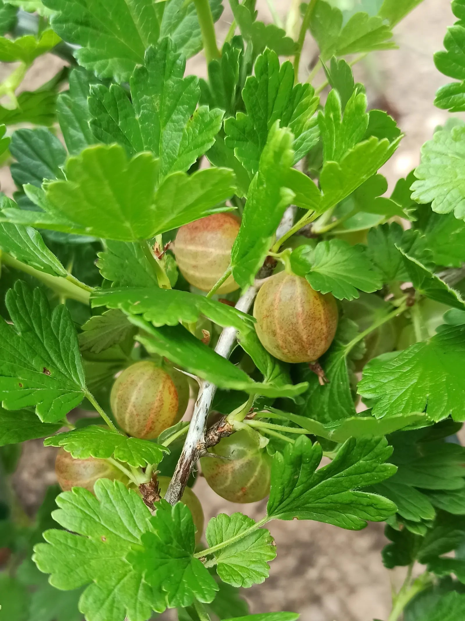 European Gooseberry (Ribes Uva-Crispa) — Its spiny branches boast bell-shaped flowers in spring, followed by juicy fruit in summer