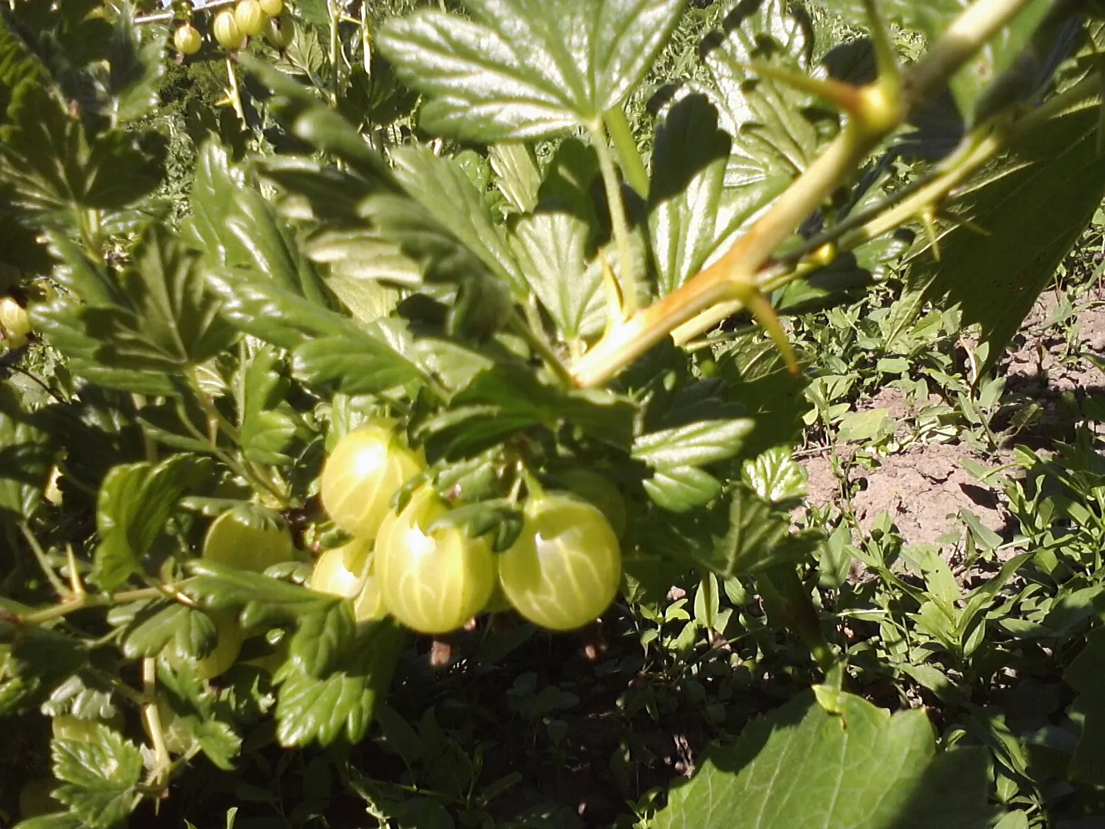 European Gooseberry (Ribes Uva-Crispa) — Ribes uva-crispa is a delightful choice for clients seeking both ornamental value and a bountiful harvest; red flowers