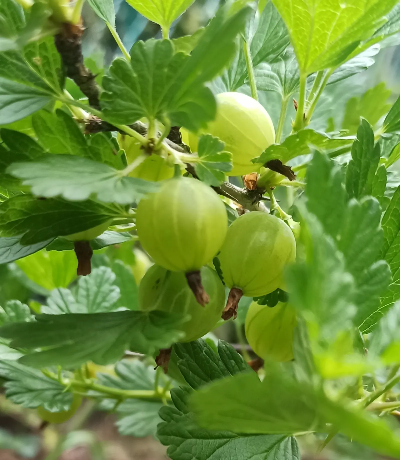 European Gooseberry (Ribes Uva-Crispa) — Ribes uva-crispa requires regular watering; the spacing between plants should be about 4 to 5 feet to ensure adequate