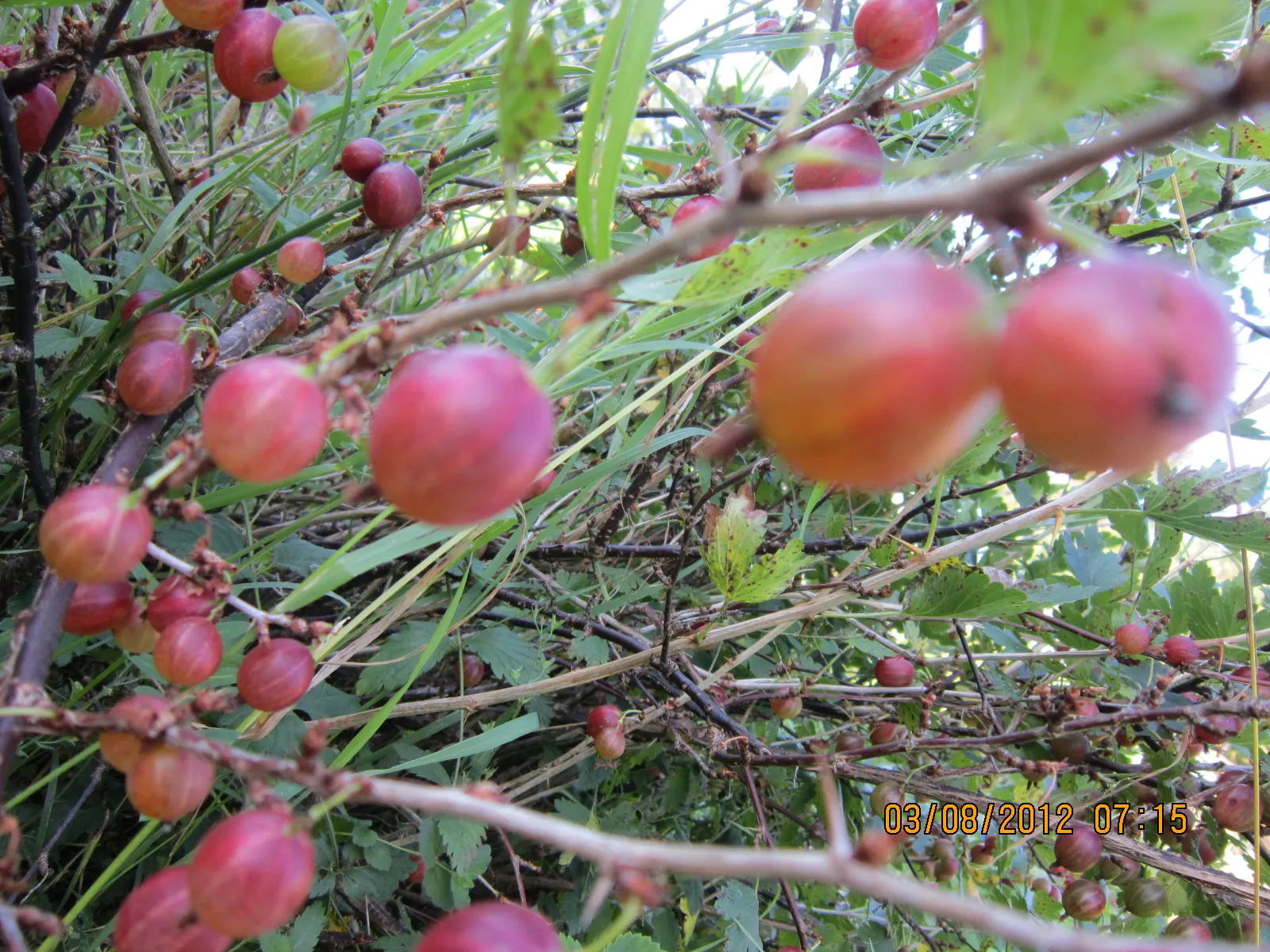 European Gooseberry (Ribes Uva-Crispa) — Growing to about 3-5 ft tall and wide; the gooseberry excels in cooler climates and requires regular, image 67