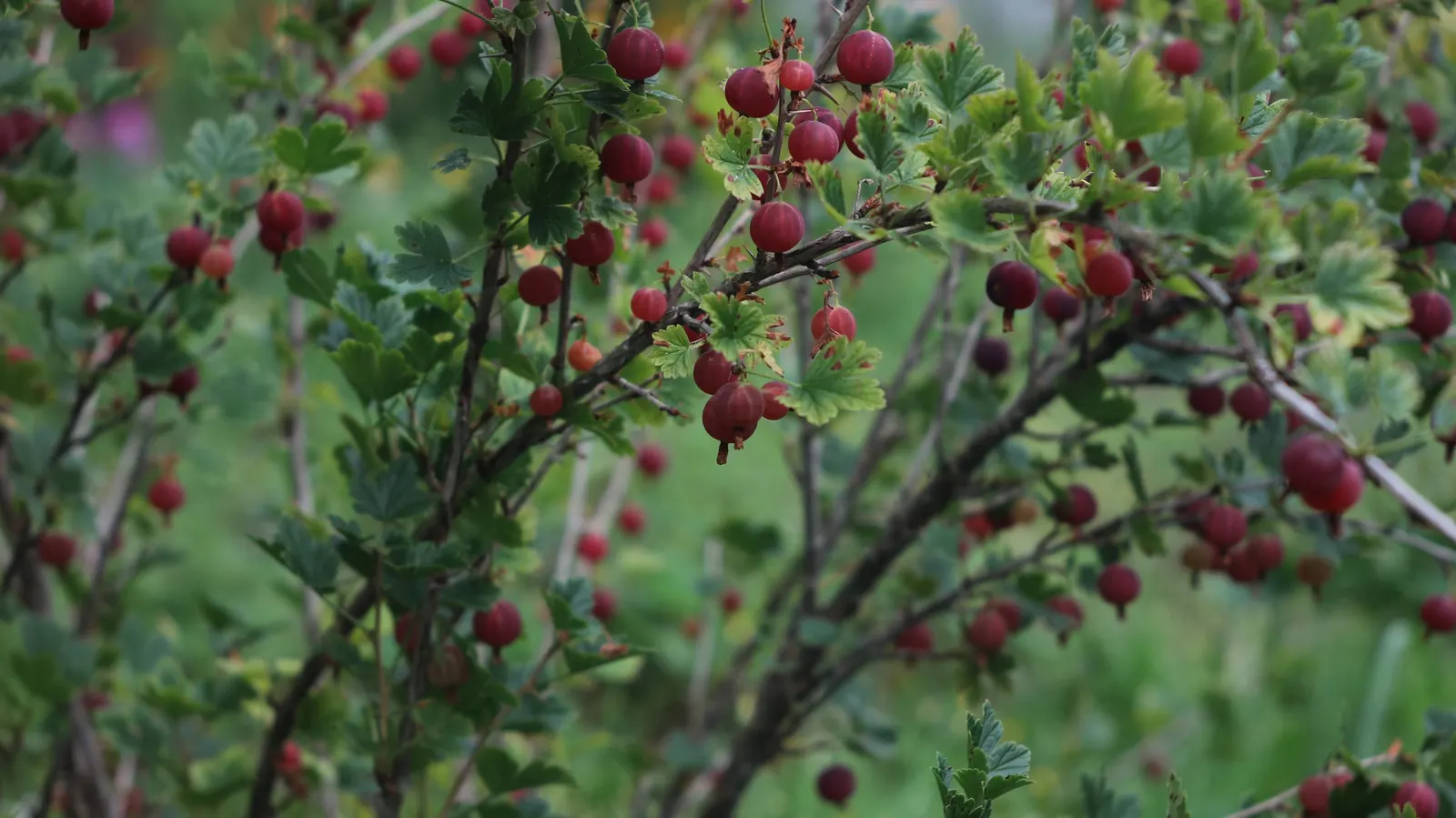 European Gooseberry (Ribes Uva-Crispa) — Its spiny branches boast bell-shaped flowers in spring, followed by juicy fruit in summer; ideal for, image 113