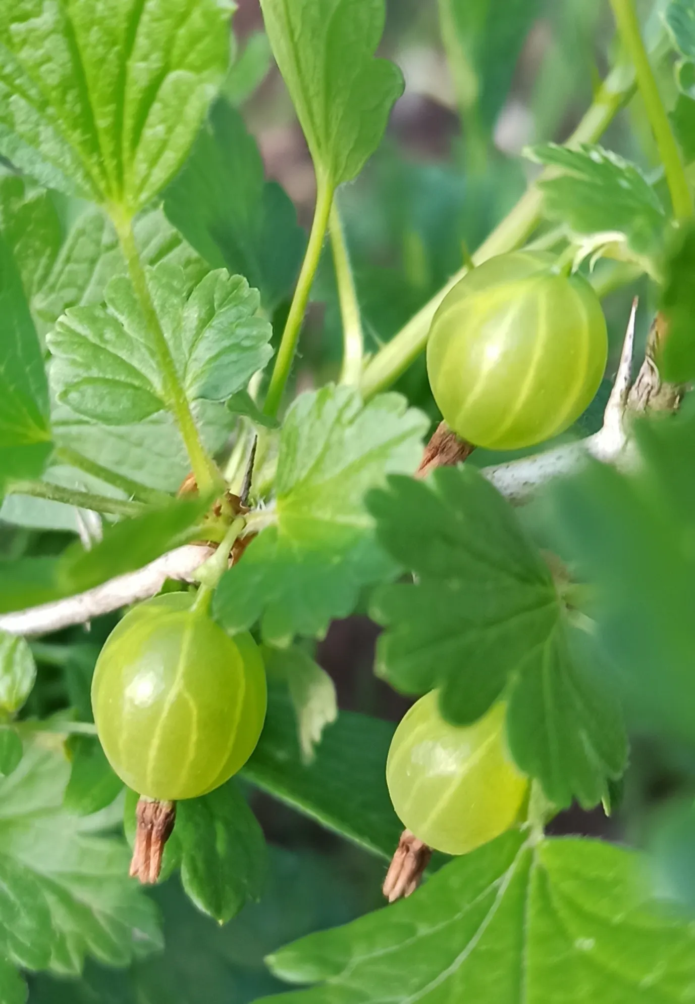 European Gooseberry (Ribes Uva-Crispa) — Ribes uva-crispa is a delightful choice for clients seeking both ornamental value and a bountiful harvest, image 107