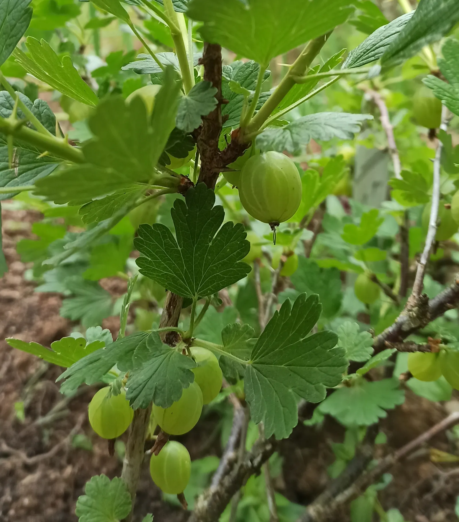 European Gooseberry (Ribes Uva-Crispa) — pendulous flowers that adorn the branches in early spring