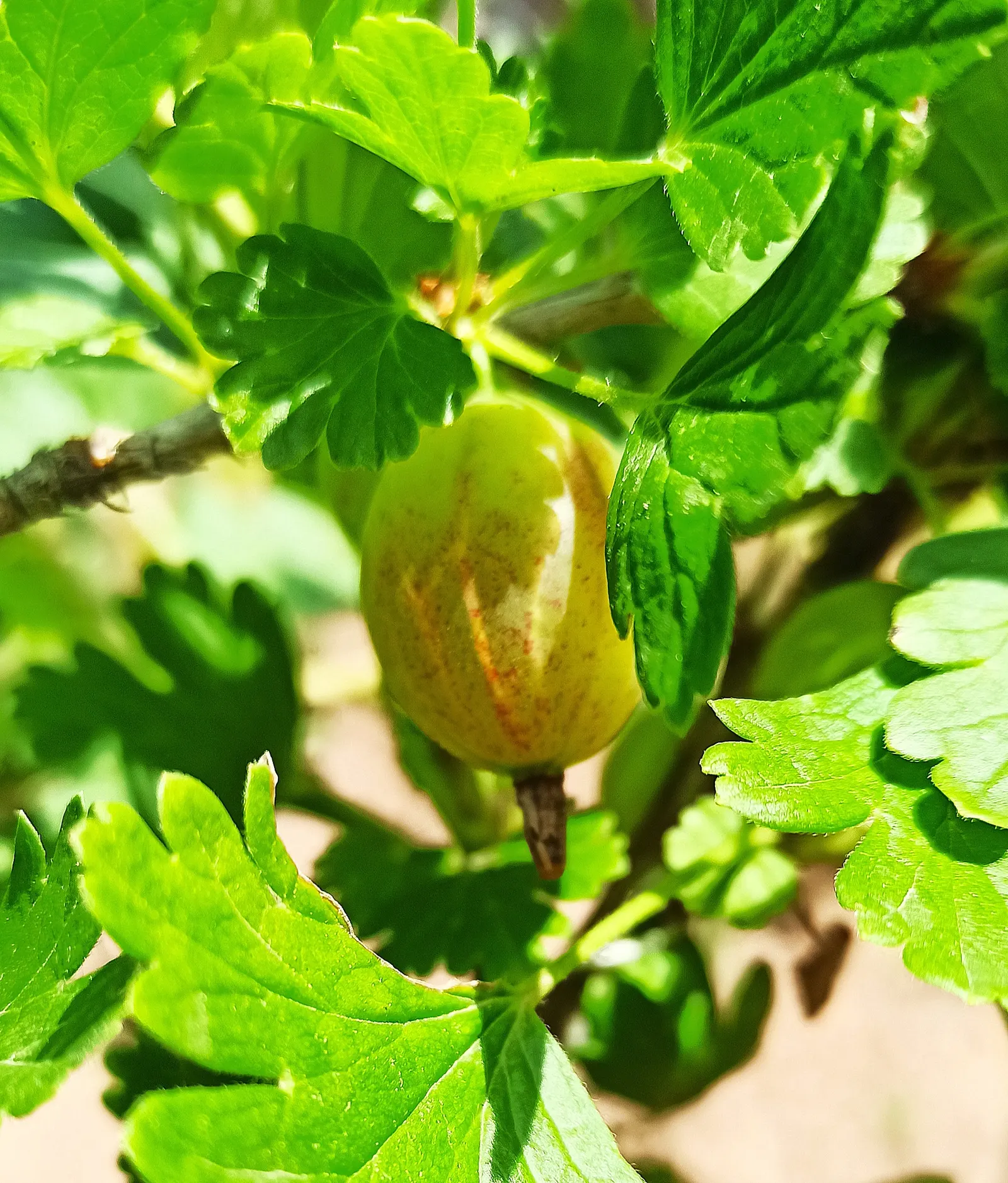 European Gooseberry (Ribes Uva-Crispa) — Ideal for cottage gardens or as part of an edible landscape; the berries are roughly 0.4 to 1 inch in, image 62
