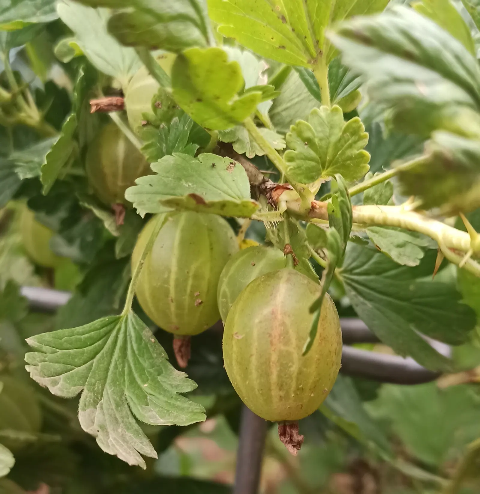 European Gooseberry (Ribes Uva-Crispa) — which is critical in preventing fungal diseases such as powdery mildew.<br><br>The gooseberry's, image 96