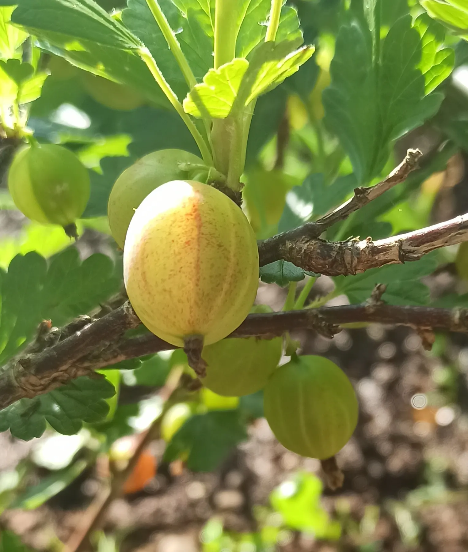 European Gooseberry (Ribes Uva-Crispa) — The berries are roughly 0.4 to 1 inch in diameter and can range from green to red or purple when ripe, image 123