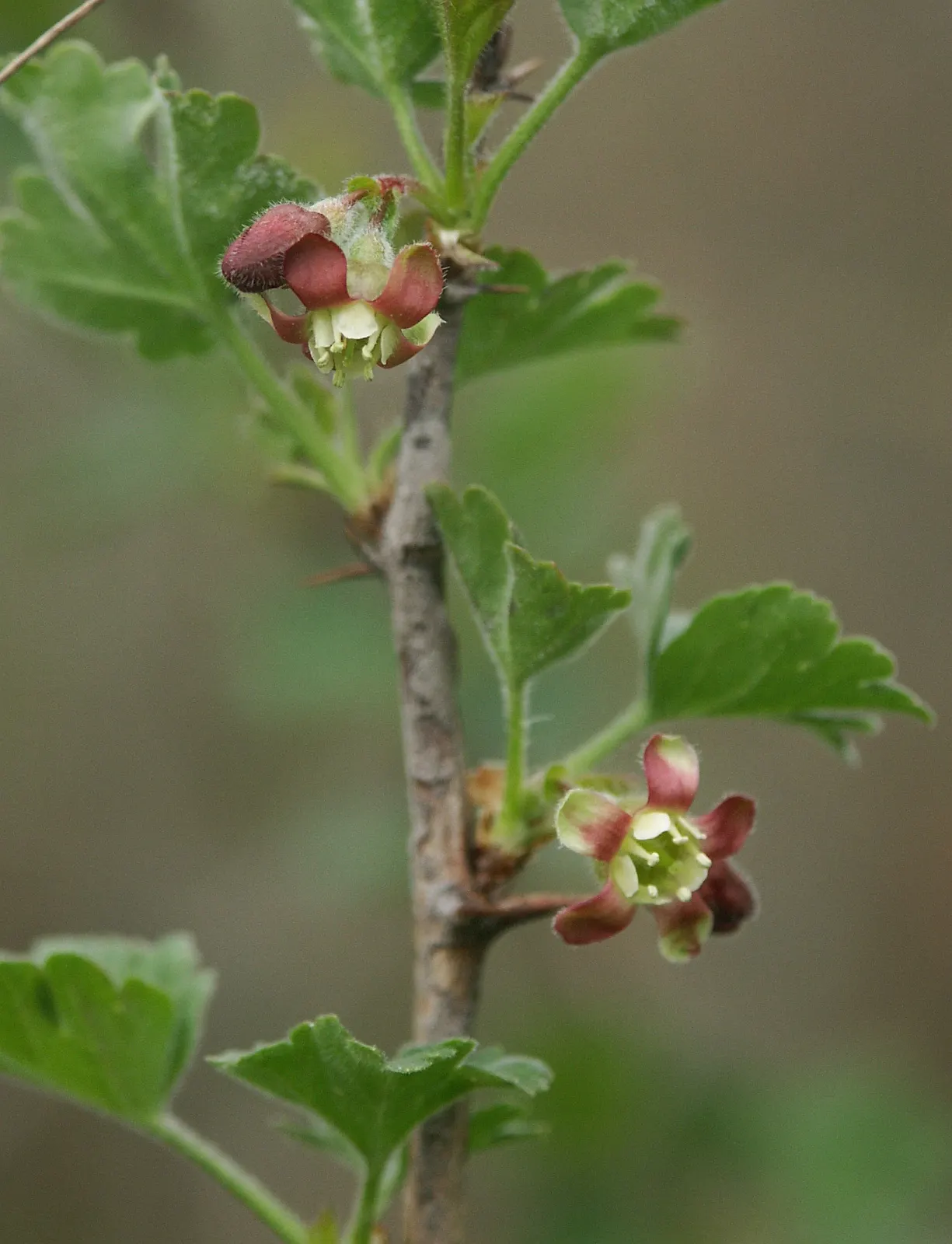 European Gooseberry (Ribes Uva-Crispa) — but is intolerant to waterlogged conditions