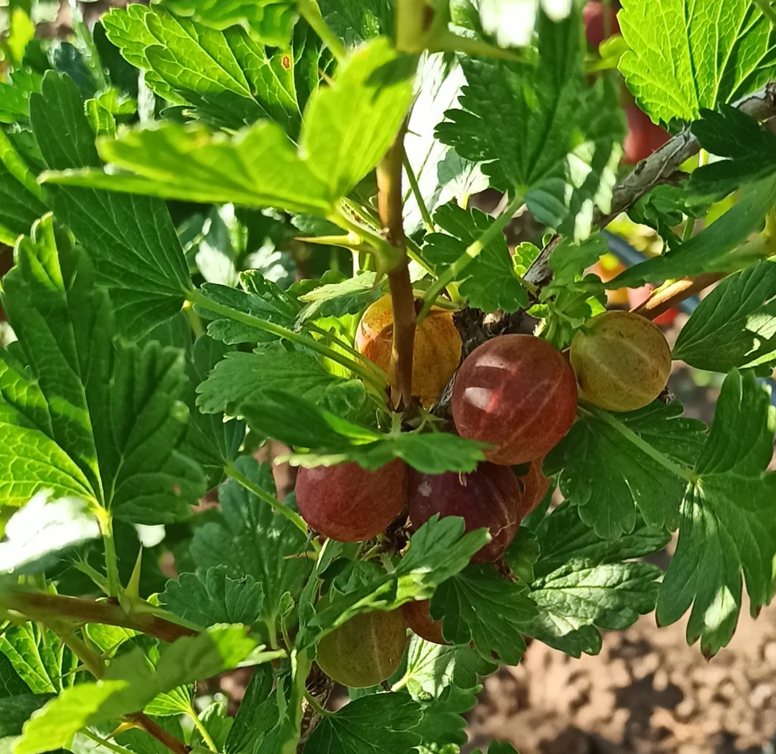 European Gooseberry (Ribes Uva-Crispa) — The thorns on the branches necessitate careful handling but contribute to the plant's rustic aesthetics, image 105